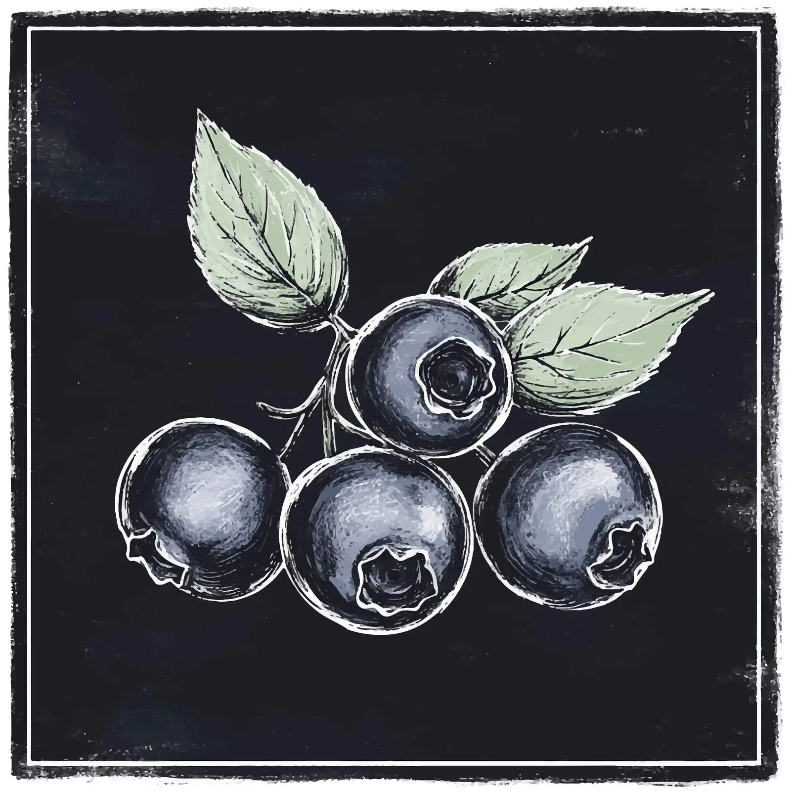 Hand Drawn Blueberry Sketch on Chalkboard — free download from Dotvec