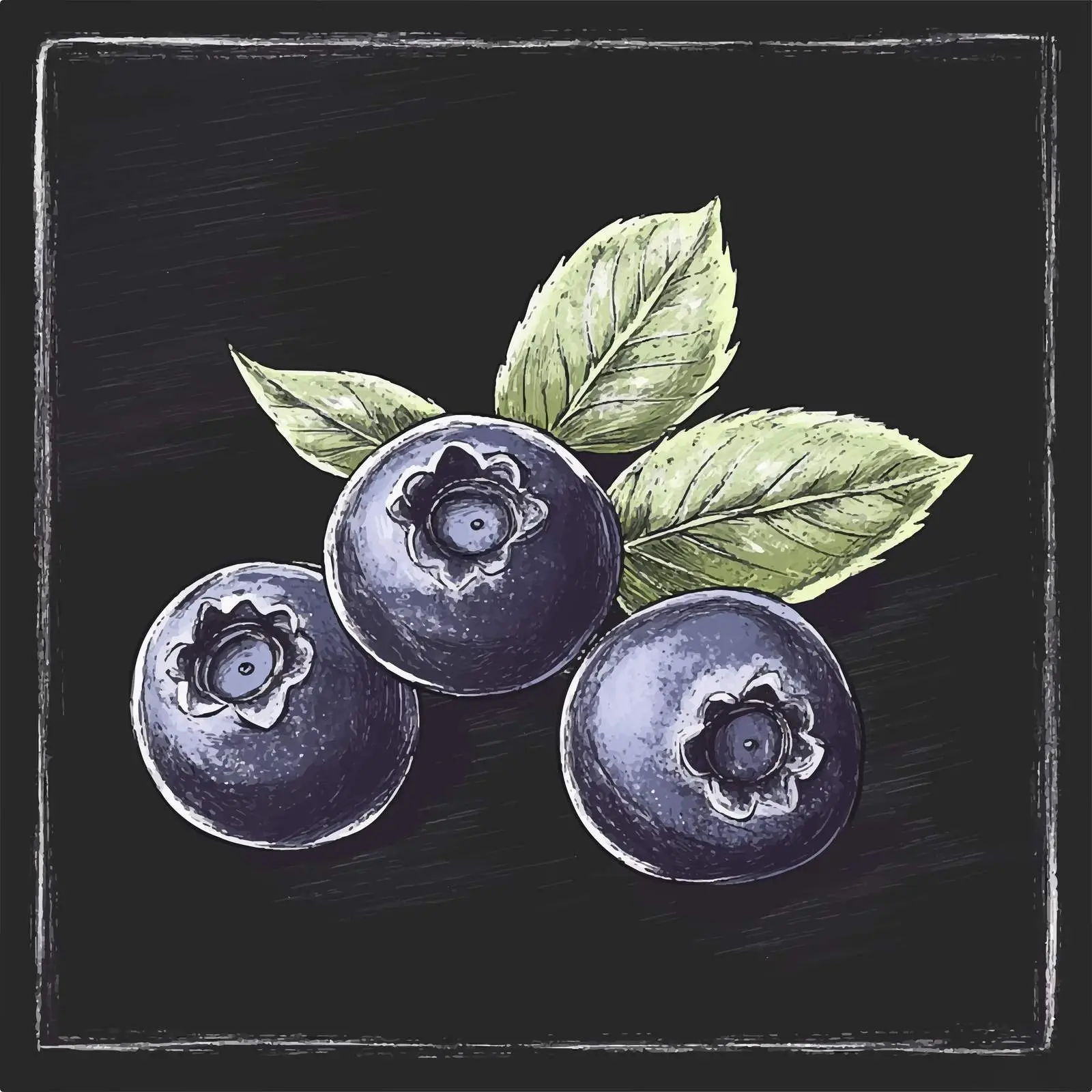 Hand-Drawn Blueberry Sketch on Chalkboard — free download from Dotvec