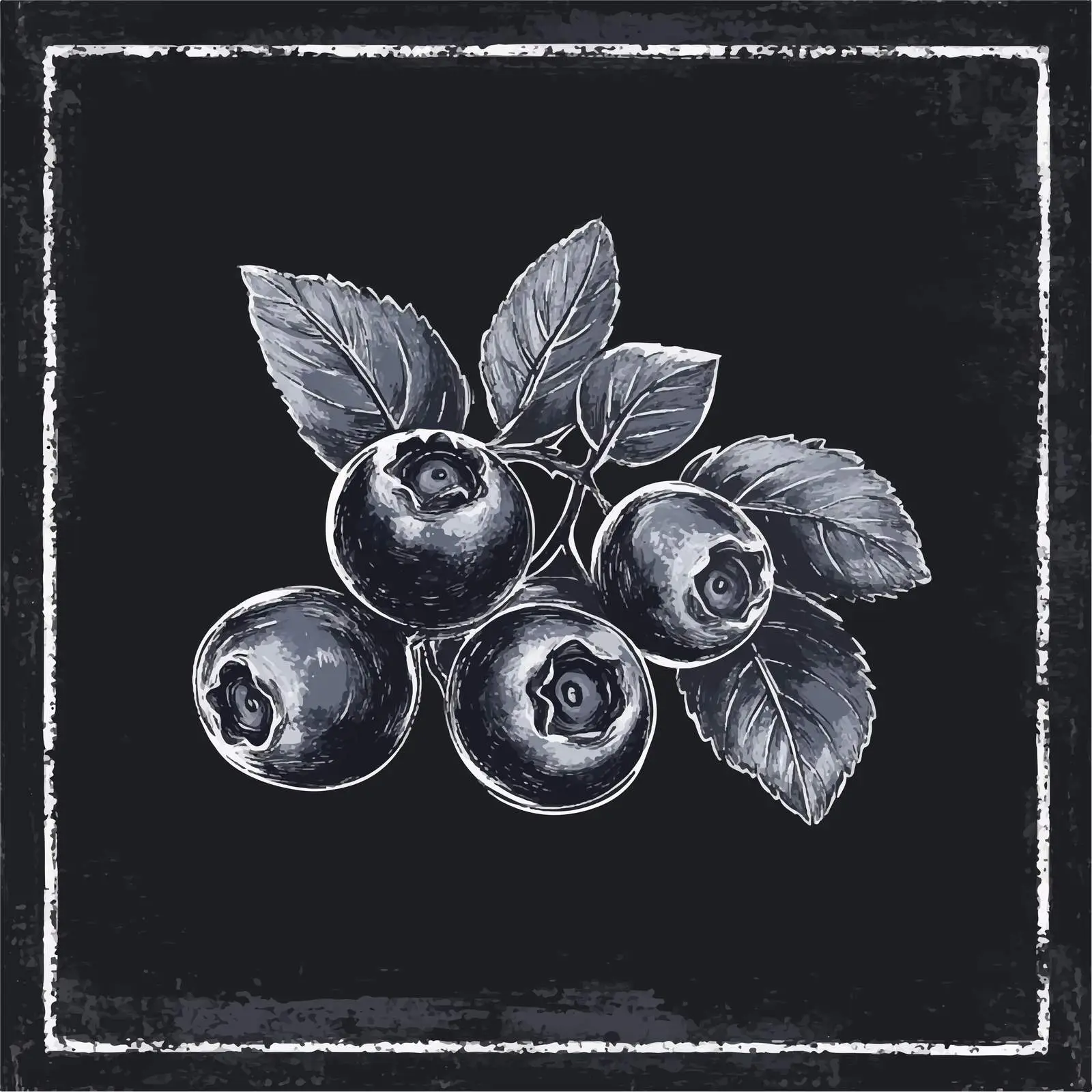 Hand Drawn Blueberry Sketch on Chalkboard — free download from Dotvec