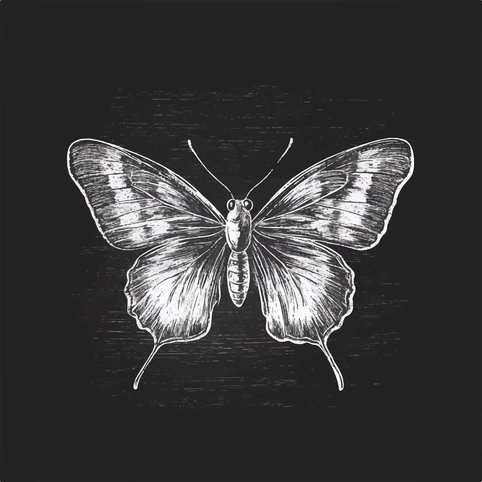 Hand Drawn Butterfly Sketch on Chalkboard — free download from Dotvec
