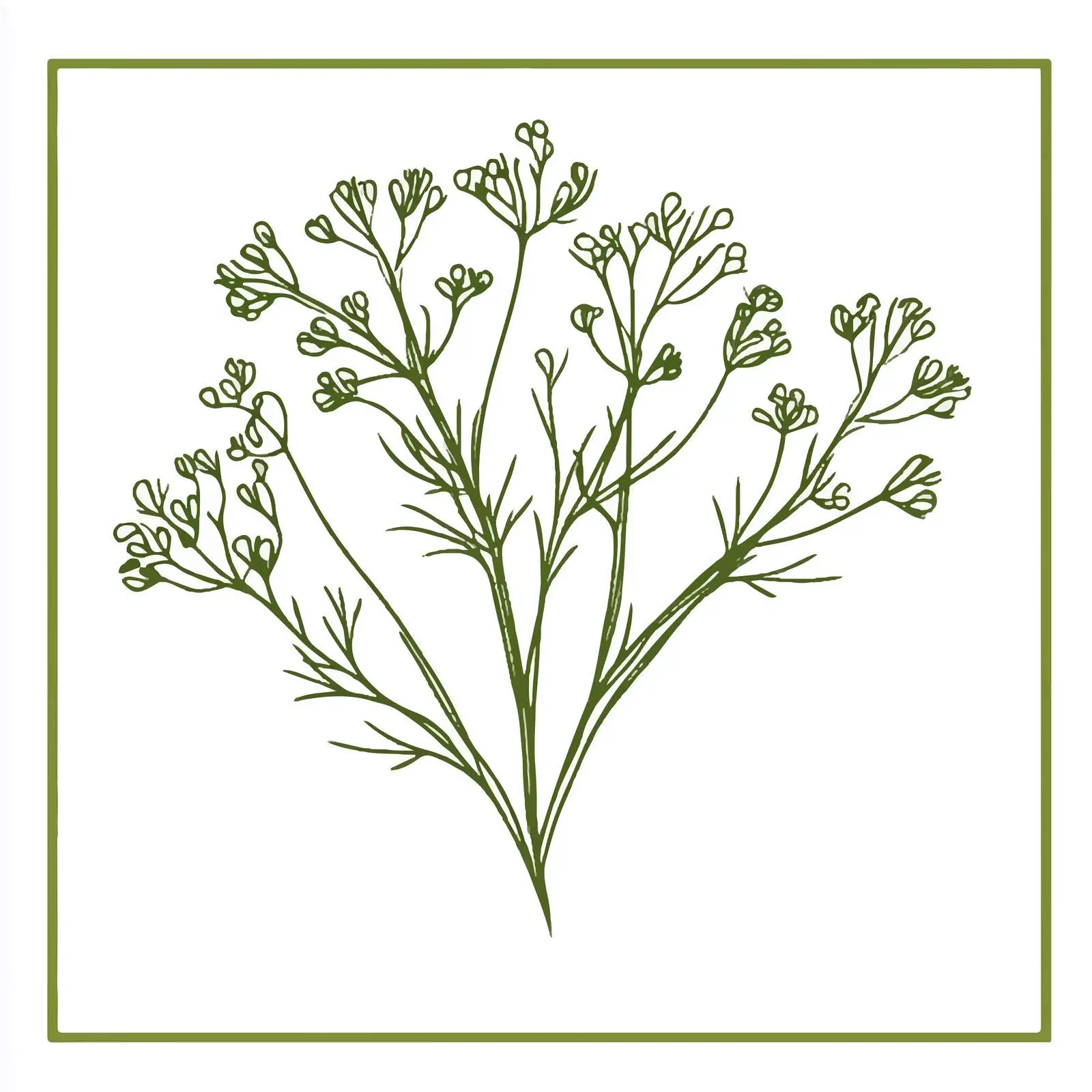 Hand Drawn Caraway Herb Vector Illustration — free download from Dotvec