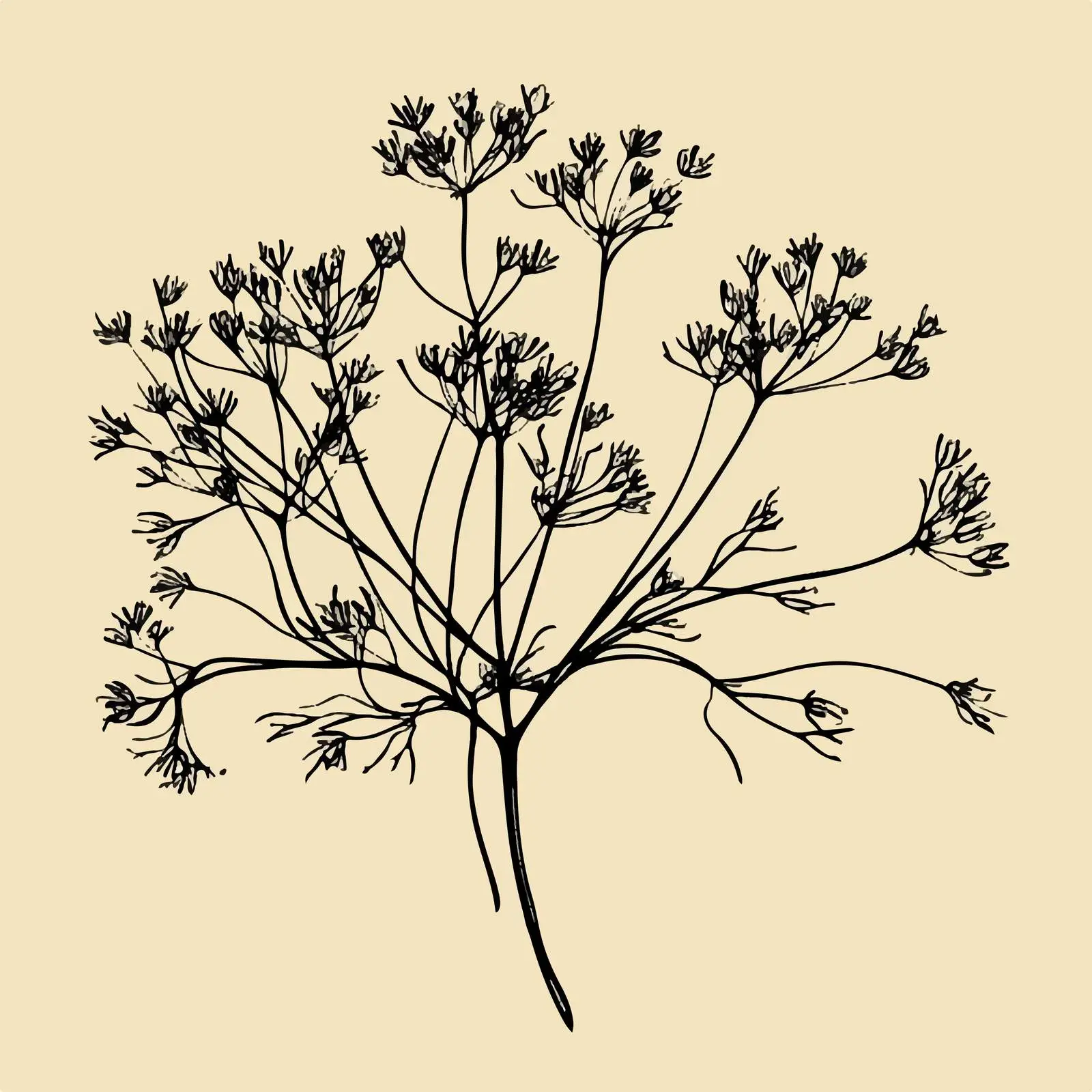 Hand Drawn Caraway Herb on Beige Background — free download from Dotvec