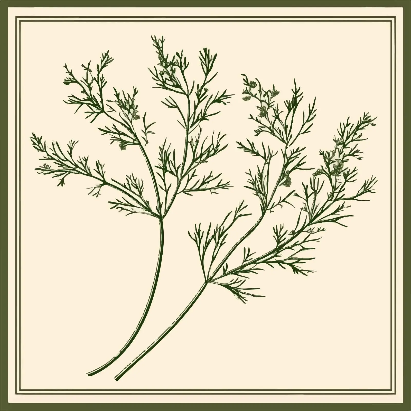 Hand-Drawn Caraway on Beige Background — free download from Dotvec