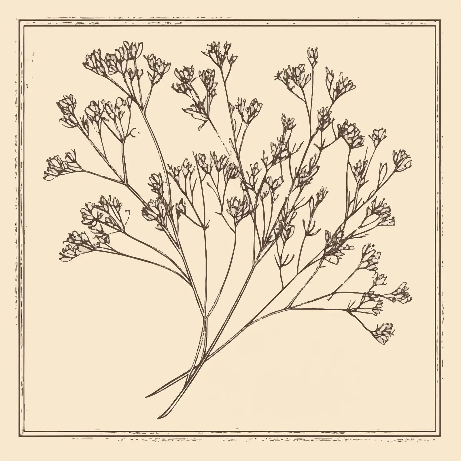 Isolated Hand-Drawn Caraway Herb on Beige Background — free download from Dotvec