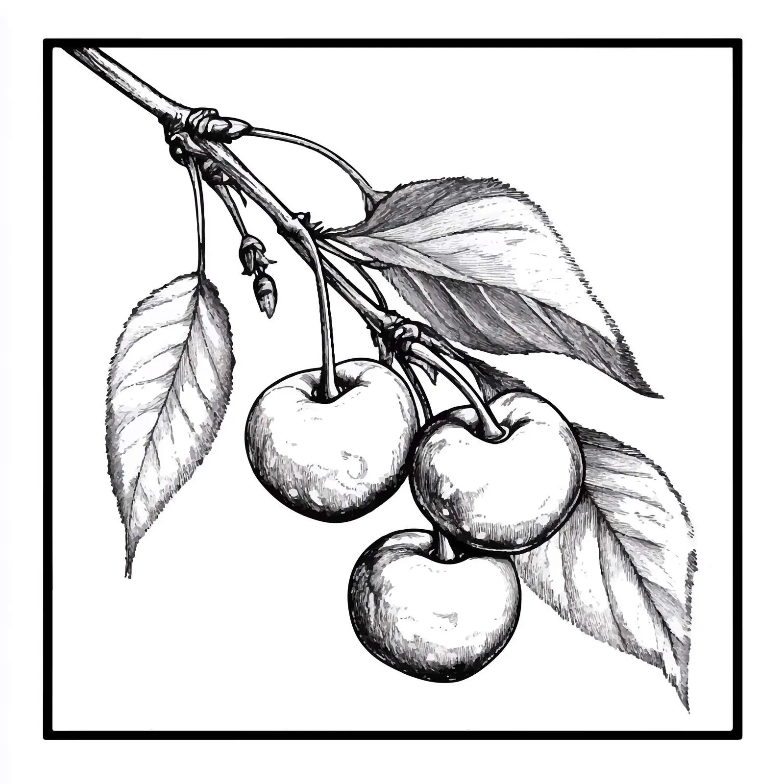 Hand-Drawn Cherry Sketch on White Background — free download from Dotvec