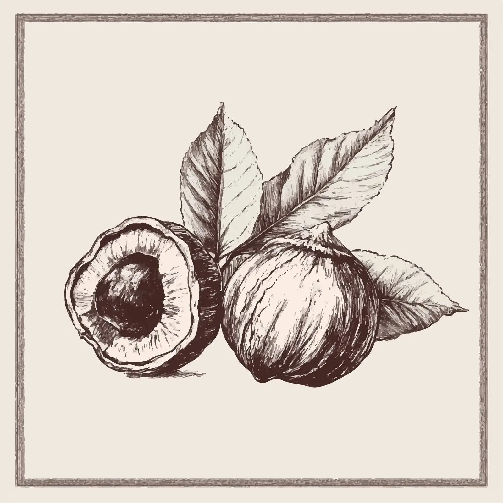 Hand Drawn Chestnut Sketch on Beige Background — free download from Dotvec