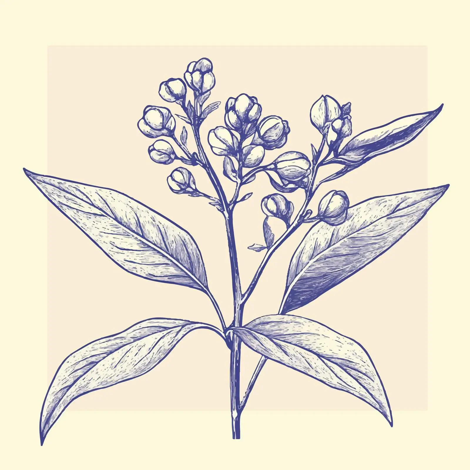Hand-Drawn Clove Sketch for Herbs and Spices — free download from Dotvec