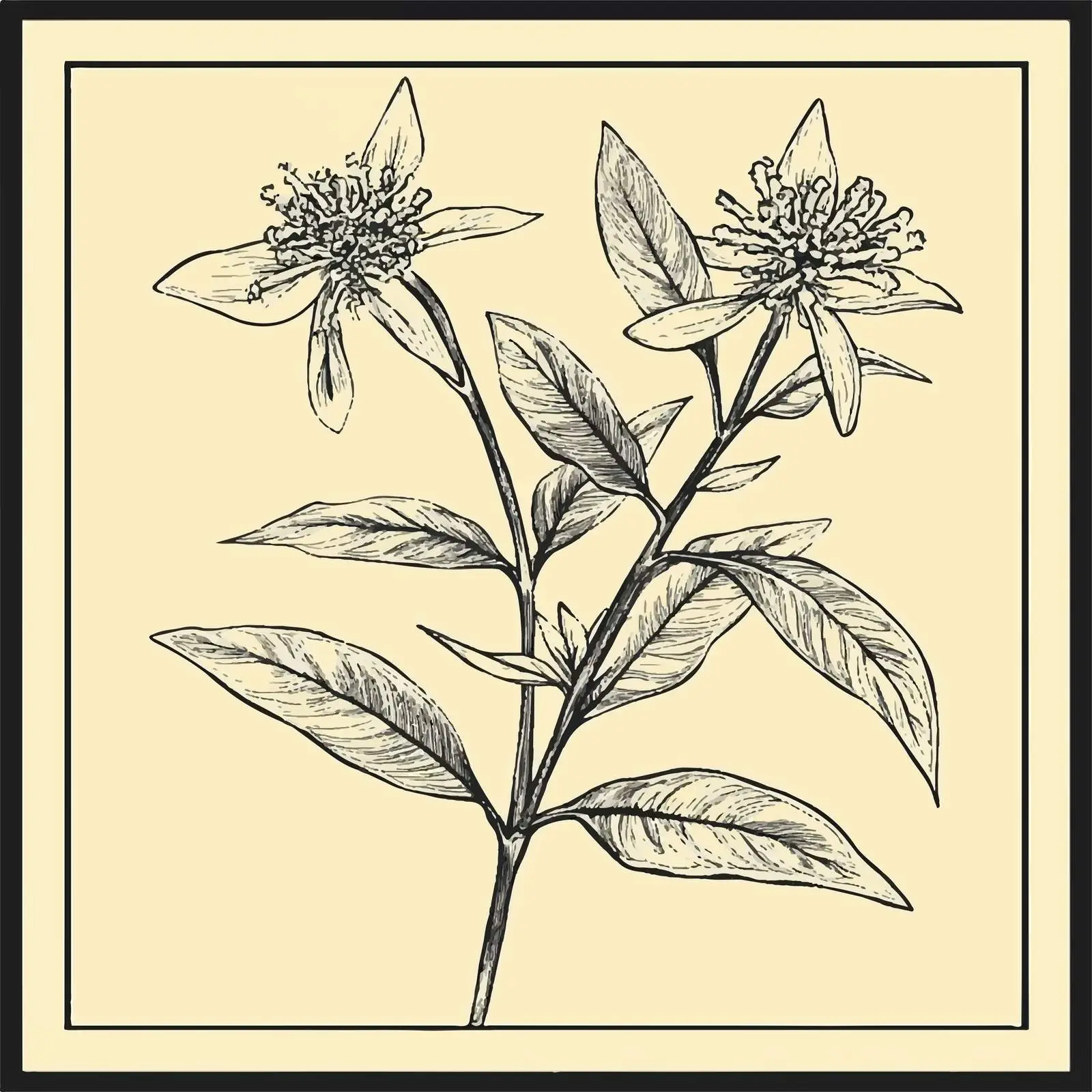 Hand Drawn Clove Vector Illustration — free download from Dotvec