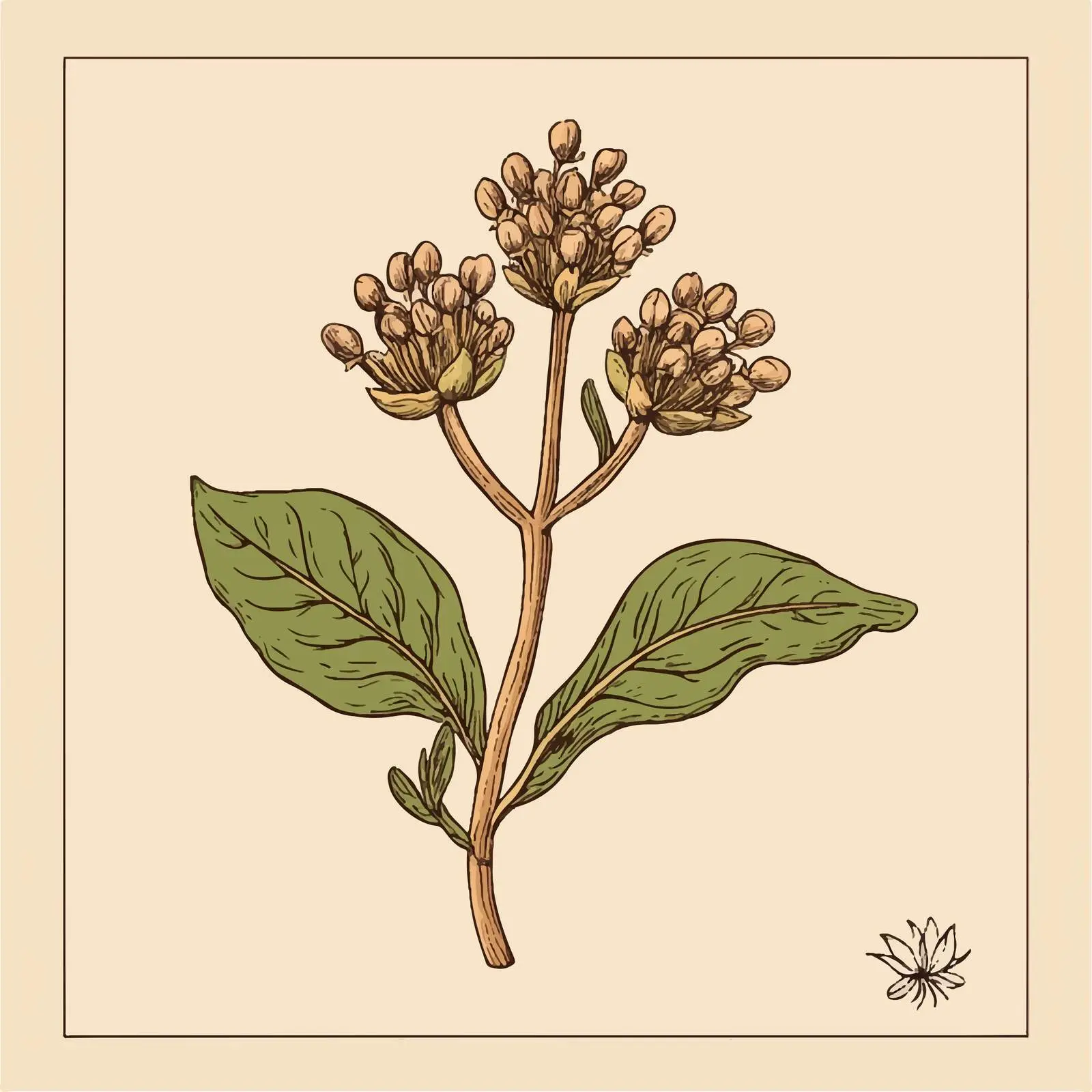 Hand Drawn Clove Isolated on Beige Background — free download from Dotvec