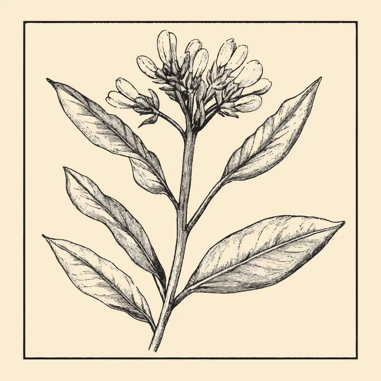Hand-Drawn Clove Isolated on Beige Background — free download from Dotvec
