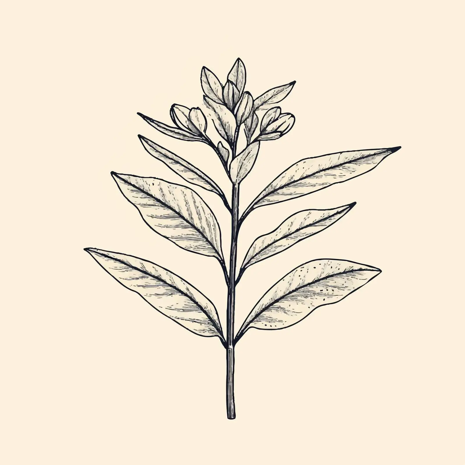 Hand-Drawn Clove on Beige Background — free download from Dotvec