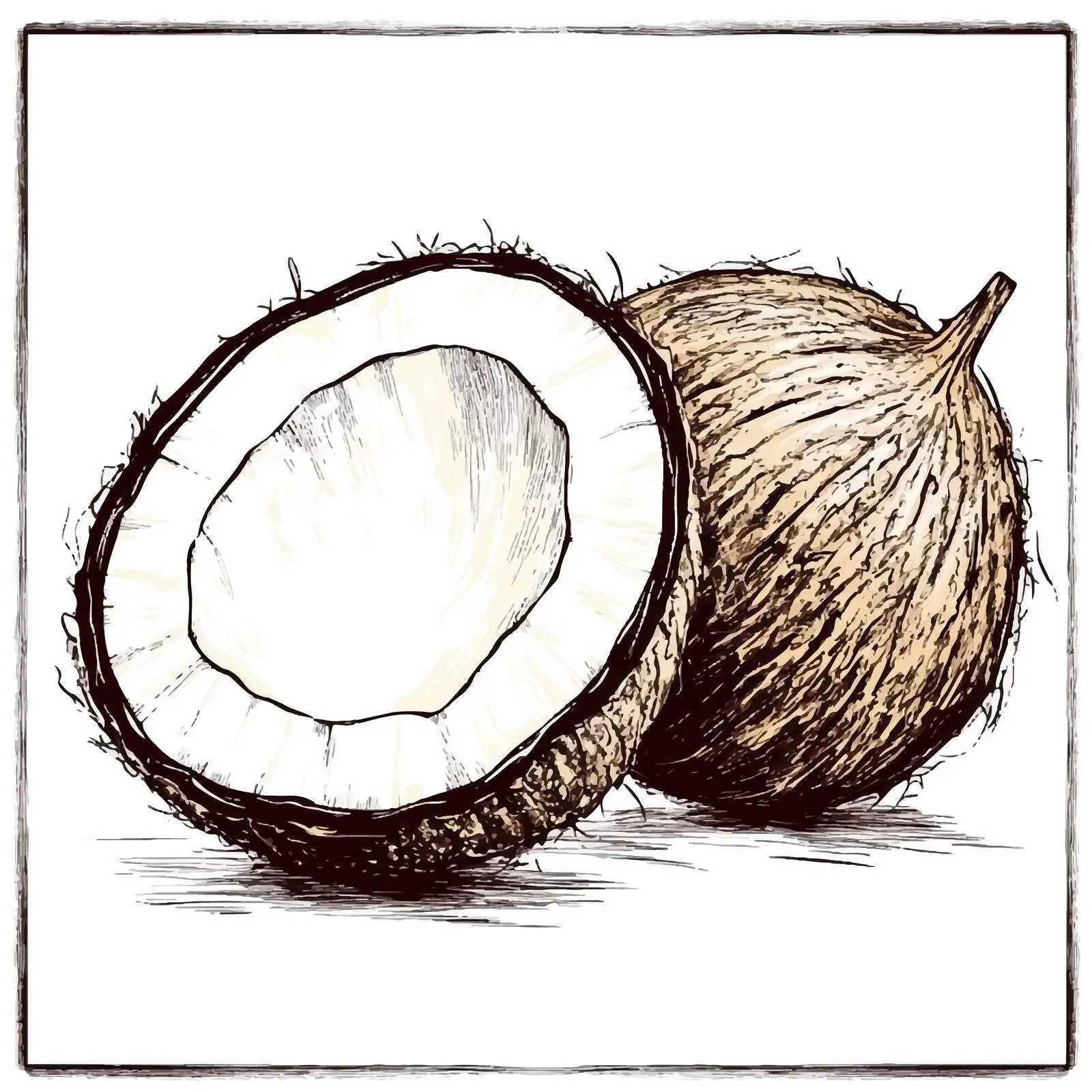 Hand-Drawn Coconut Sketch on White Background — free download from Dotvec
