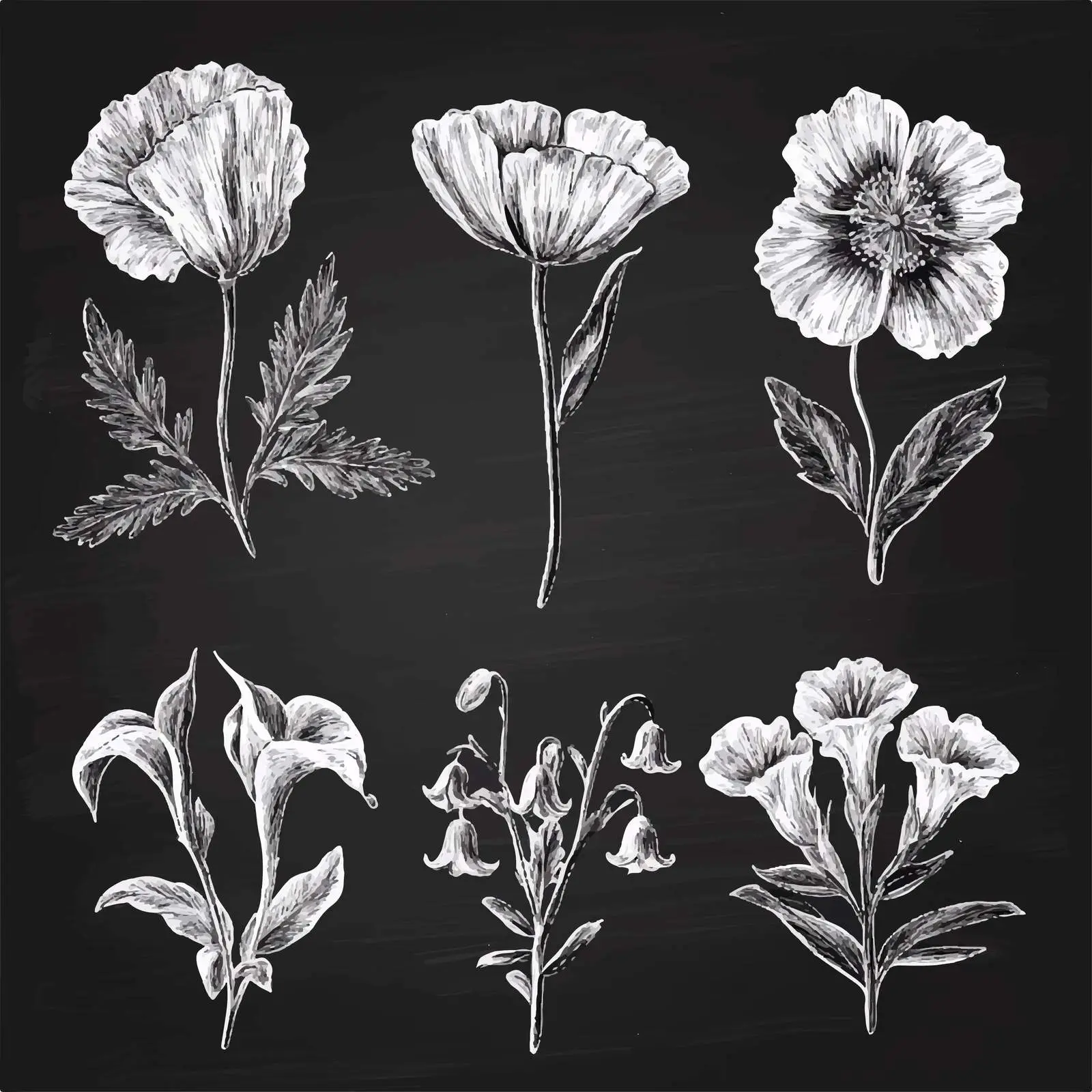 Hand-Drawn Poppy and Lily Flower Sketches — free download from Dotvec