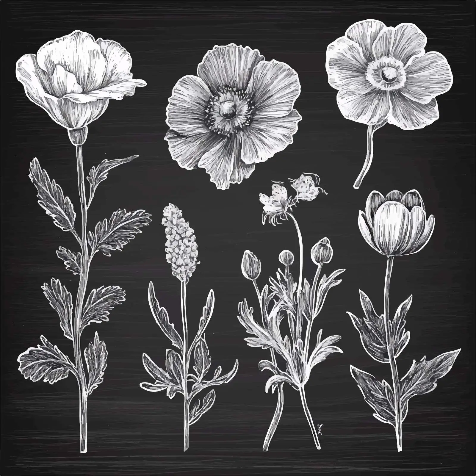 Hand Drawn Poppy and Lily Flower Sketches — free download from Dotvec