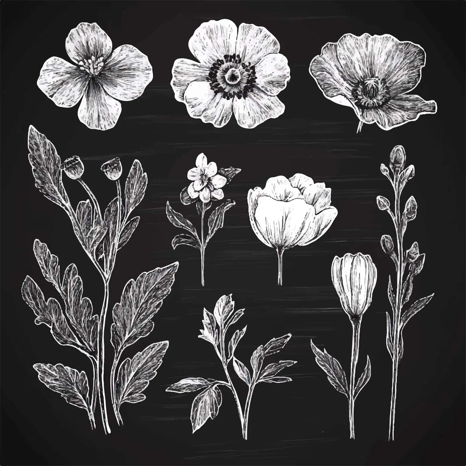 Hand Drawn Poppy and Lily Flower Sketches — free download from Dotvec