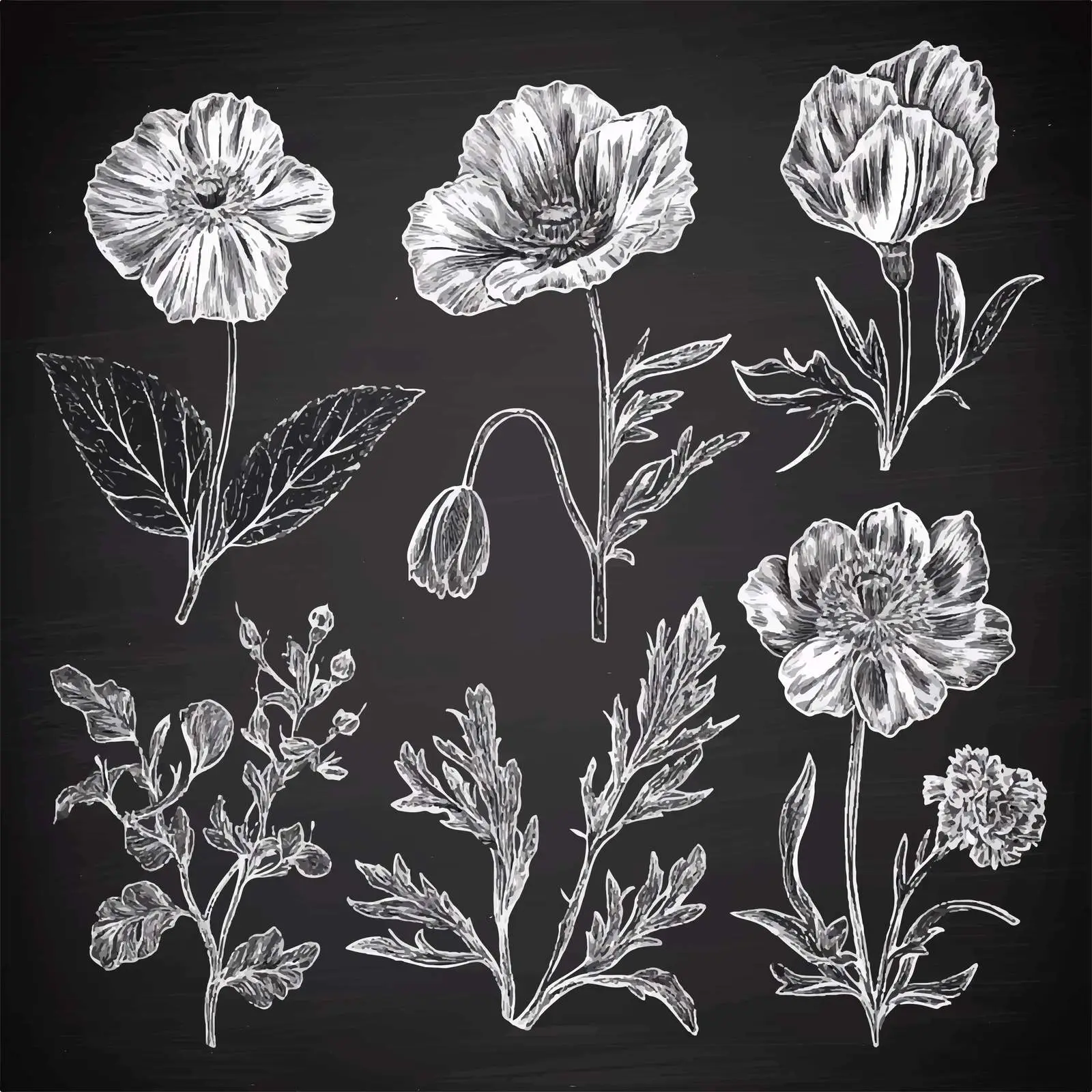 Hand Drawn Poppy and Lily Flower Sketches — free download from Dotvec