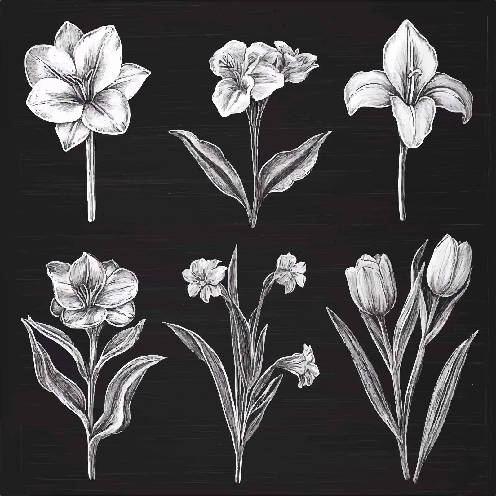 Hand Drawn Flower Sketches Collection — free download from Dotvec