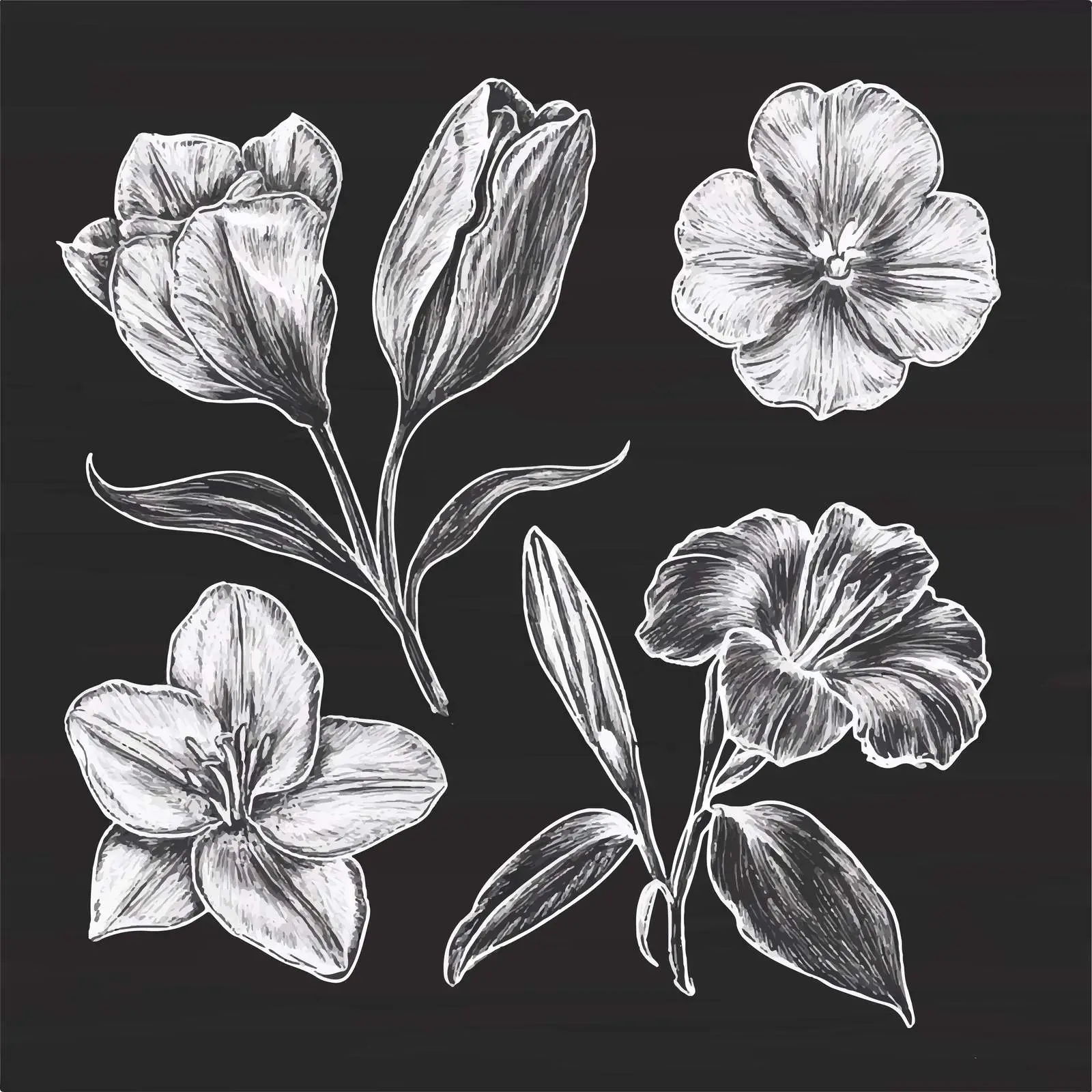 Hand-Drawn Floral Sketches Collection of Tulips and Lilies — free download from Dotvec