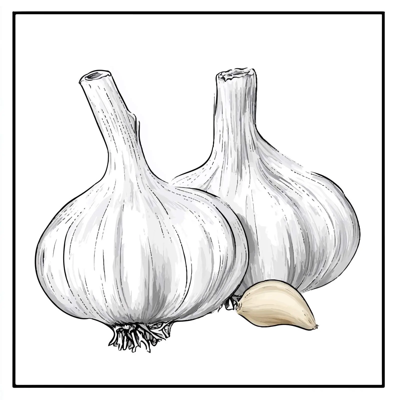 Hand-Drawn Garlic Vector Illustration — free download from Dotvec