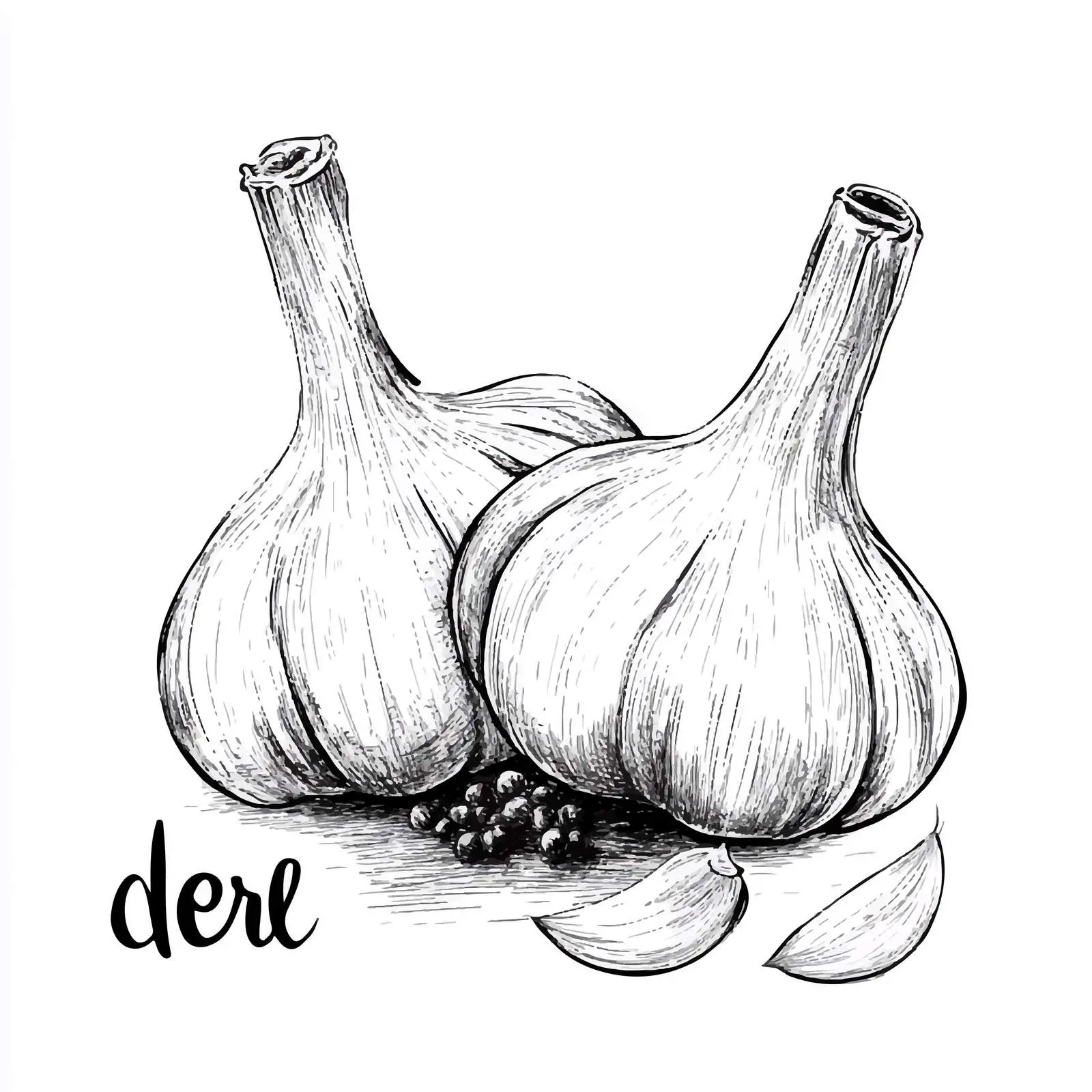 Hand Drawn Garlic Vector Illustration — free download from Dotvec