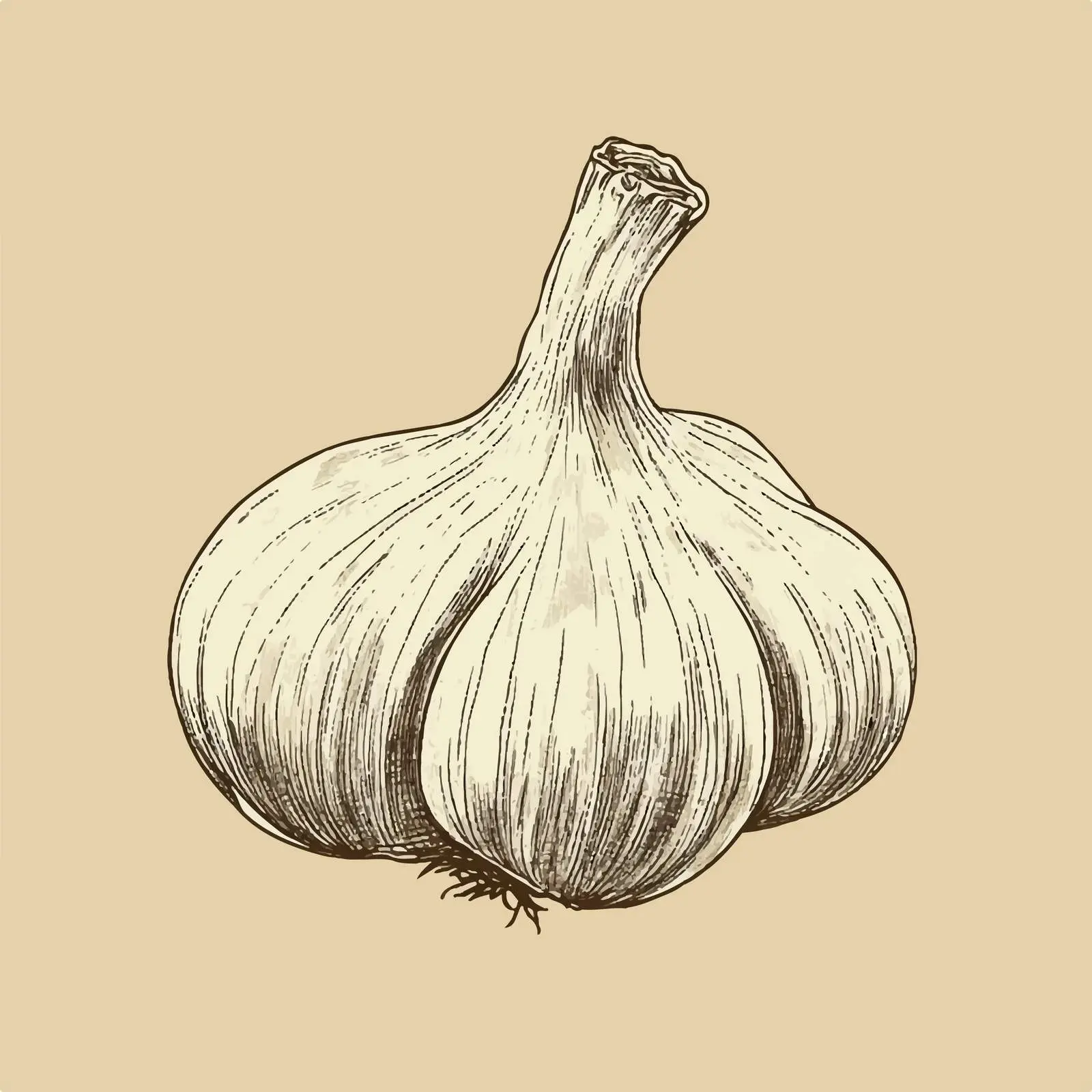 Hand Drawn Garlic on Beige Background — free download from Dotvec