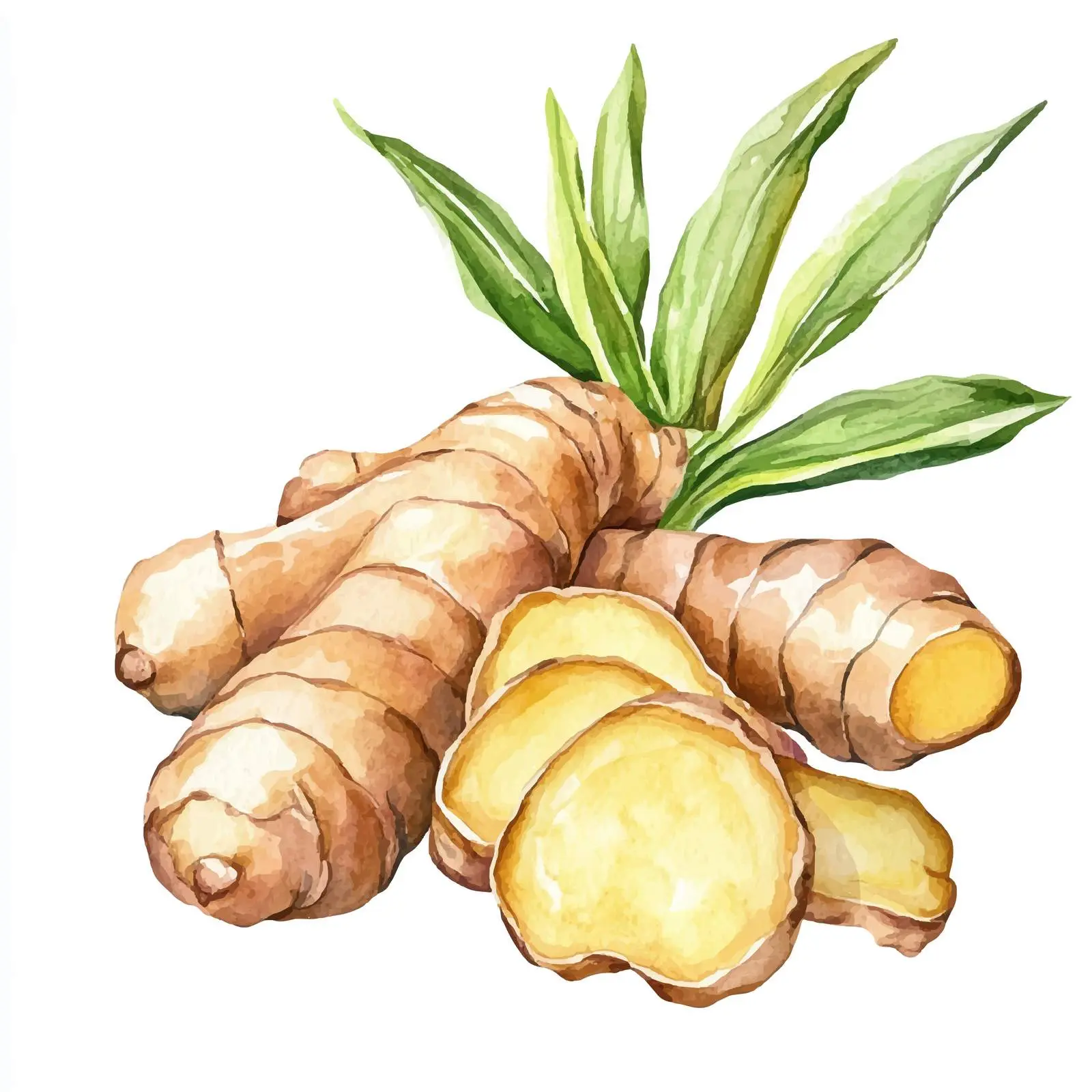 Hand Drawn Ginger Watercolor Food Illustration — free download from Dotvec