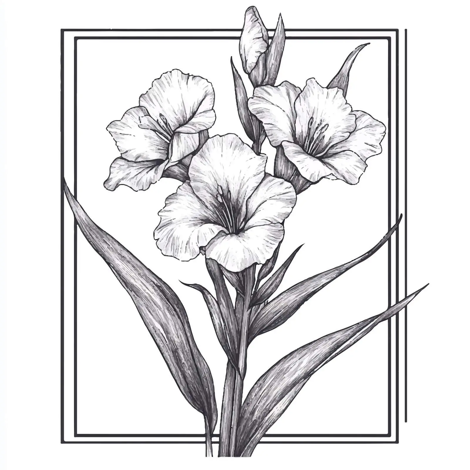 Hand Drawn Gladiolus Flower Vector Illustration — free download from Dotvec