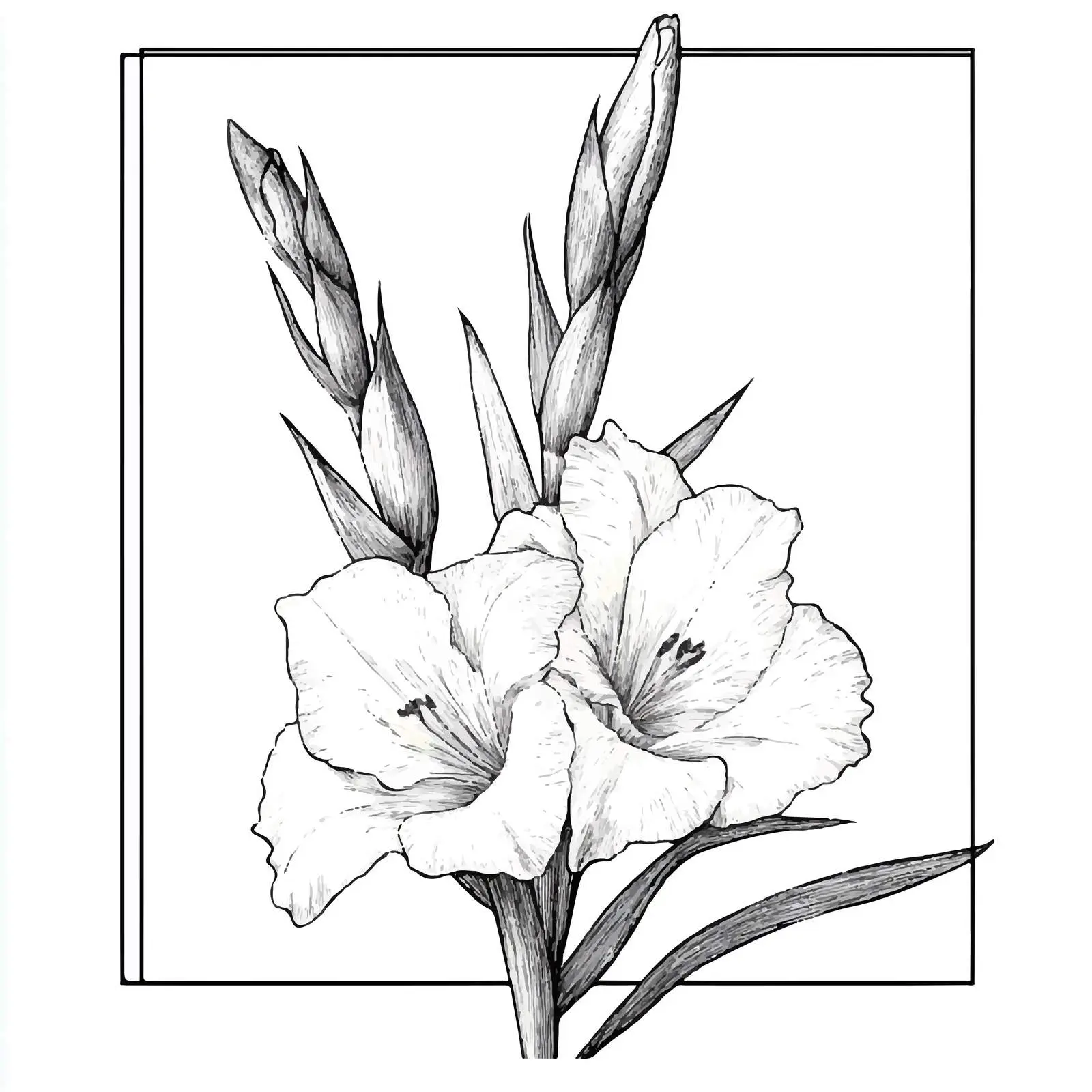 Hand Drawn Gladiolus Flower Illustration — free download from Dotvec