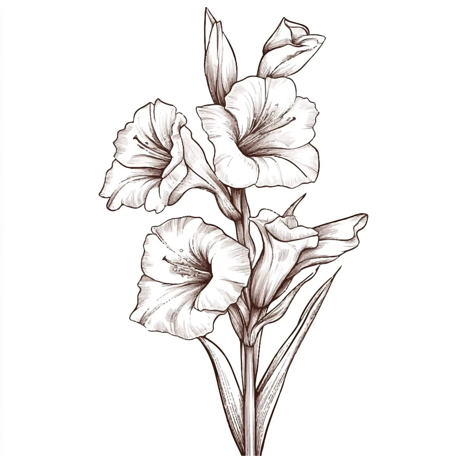 Hand-Drawn Gladiolus Flower Vector Design — free download from Dotvec