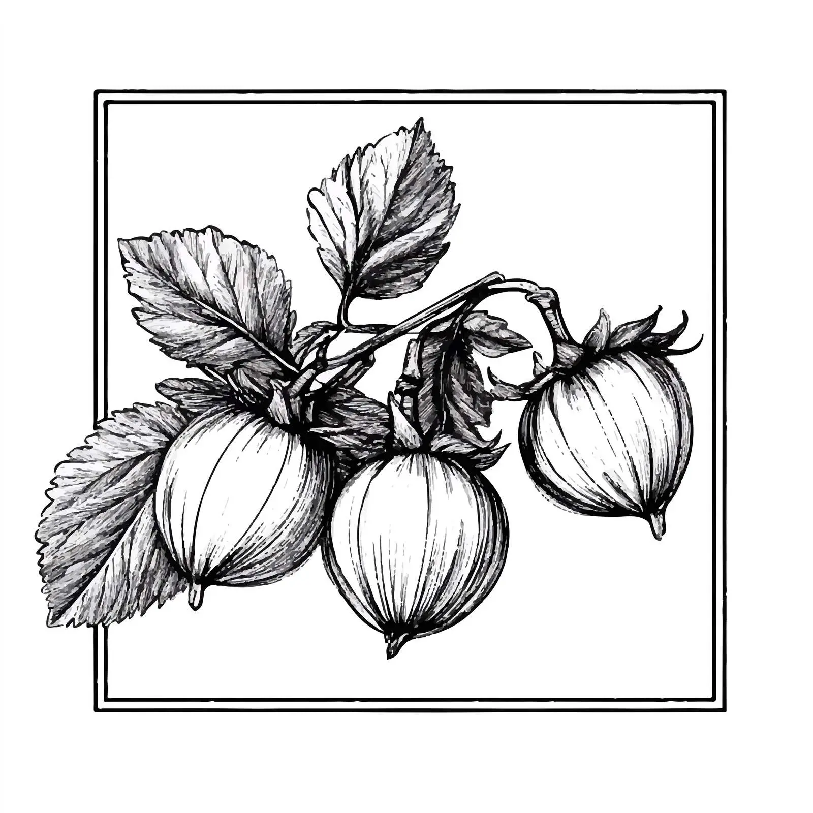 Hand-Drawn Gooseberry Sketch on White Background — free download from Dotvec