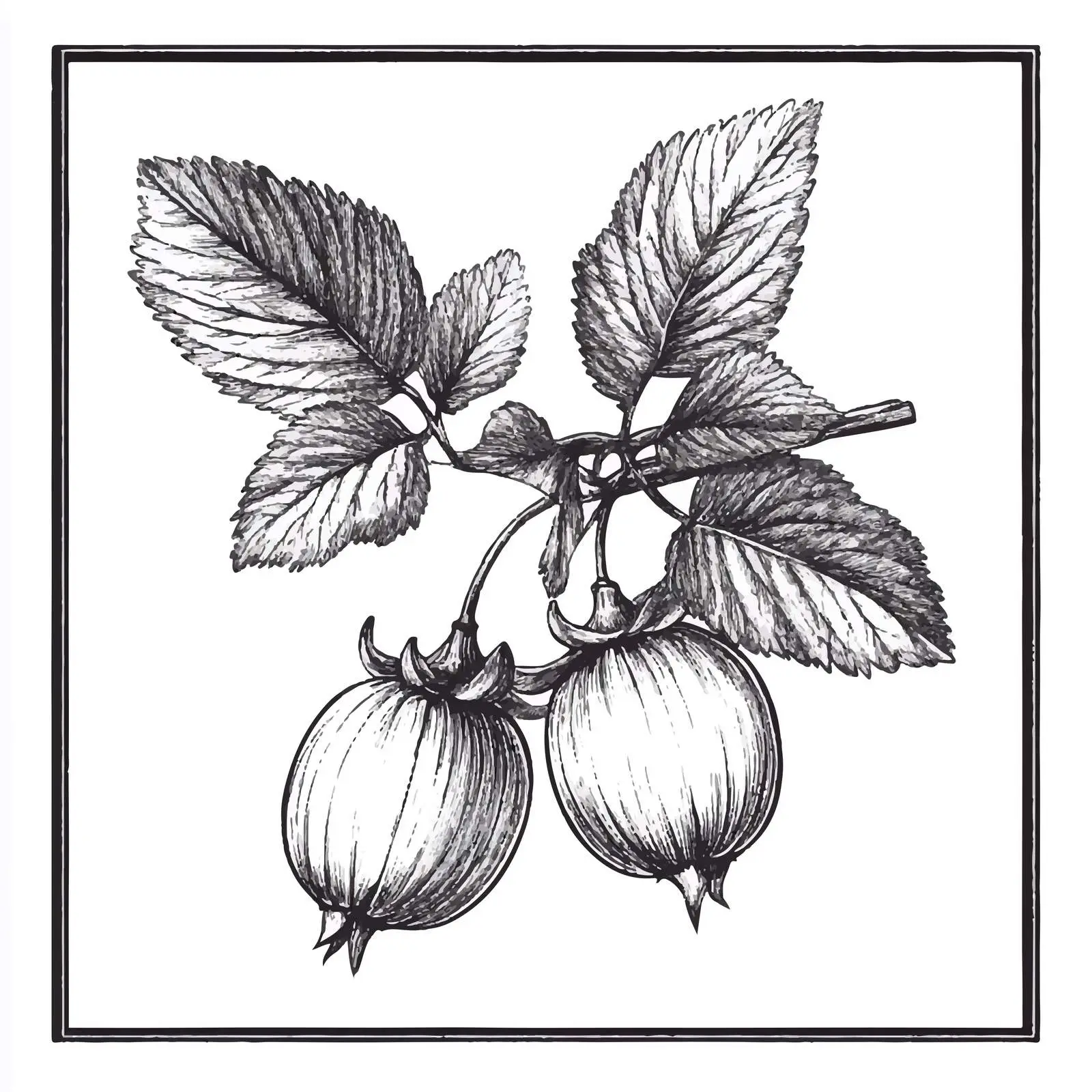 Hand-Drawn Gooseberry Sketch on White Background — free download from Dotvec