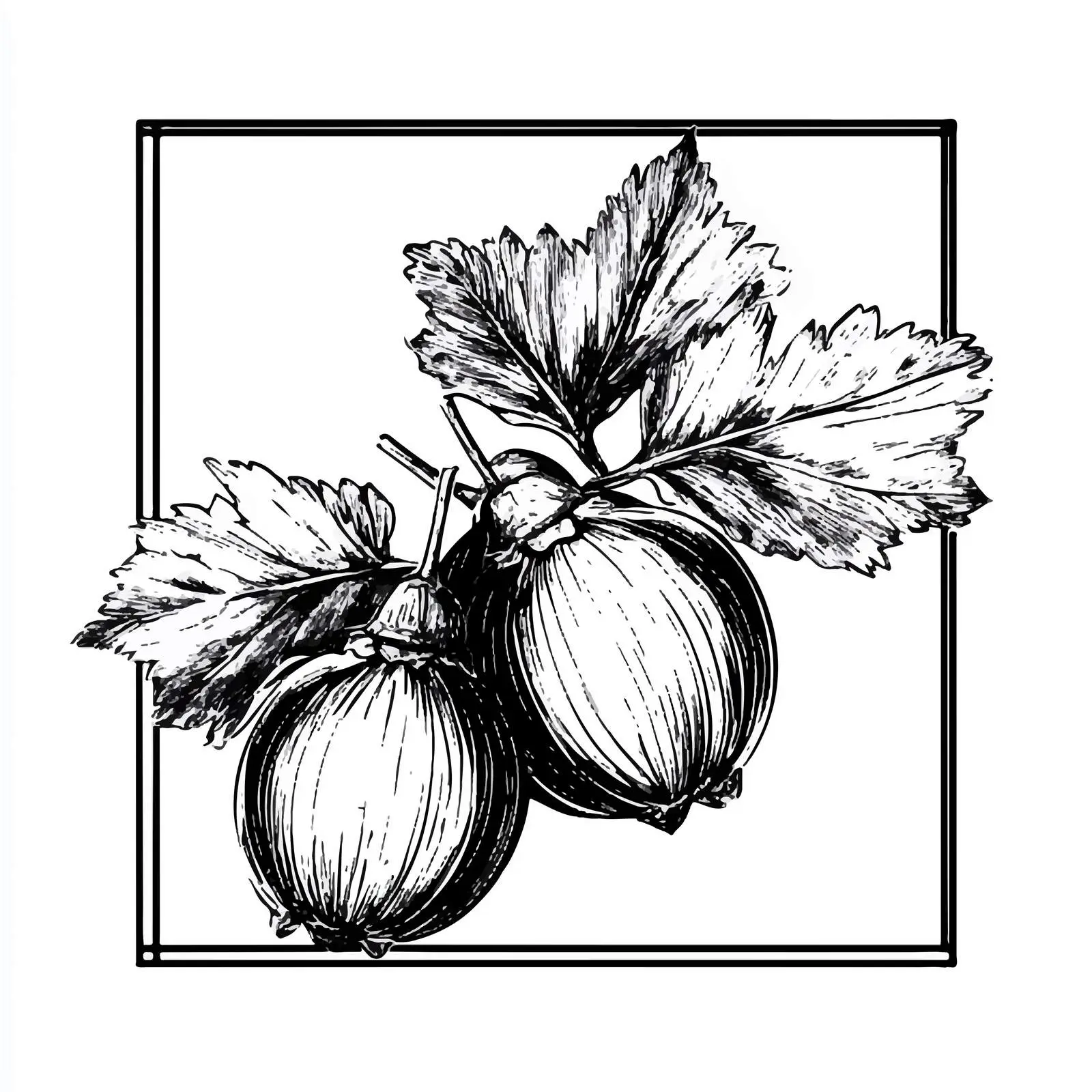 Hand-Drawn Gooseberry Sketch on White Background — free download from Dotvec
