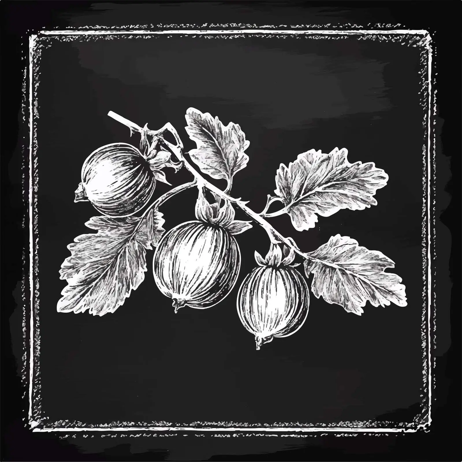 Hand-Drawn Gooseberry Sketch on Chalkboard — free download from Dotvec