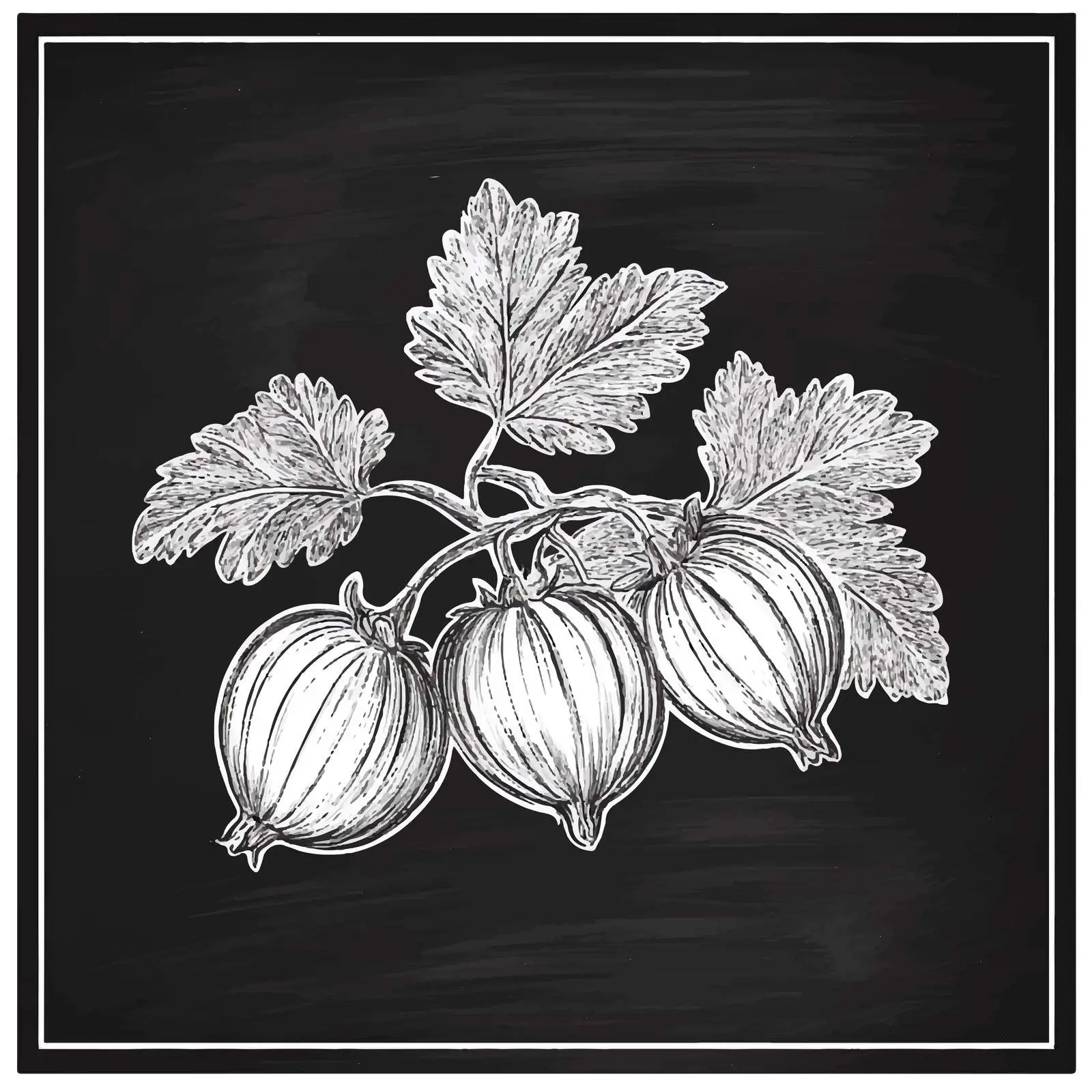 Hand Drawn Gooseberry Sketch on Chalkboard — free download from Dotvec