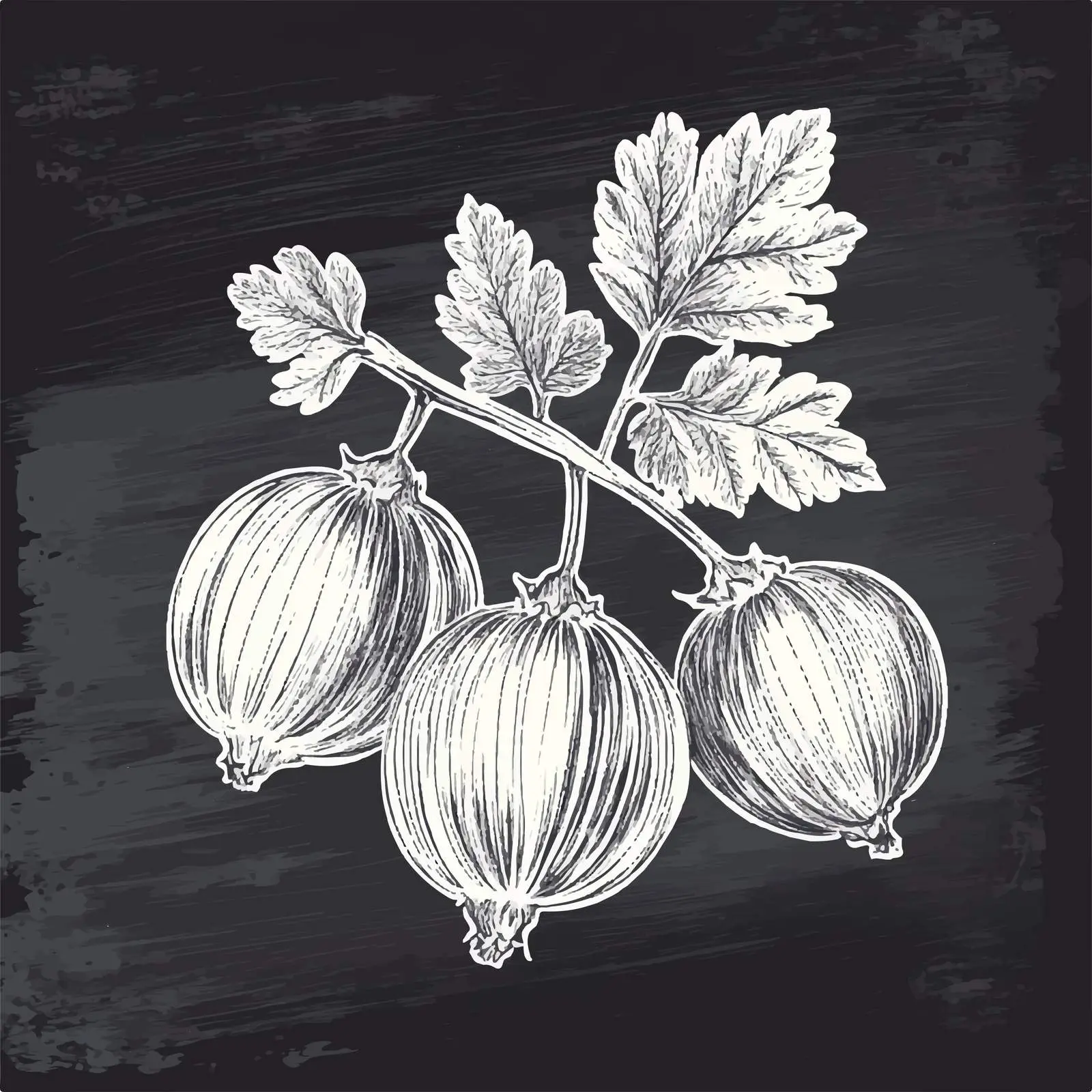 Hand Drawn Gooseberry Sketch on Chalkboard — free download from Dotvec