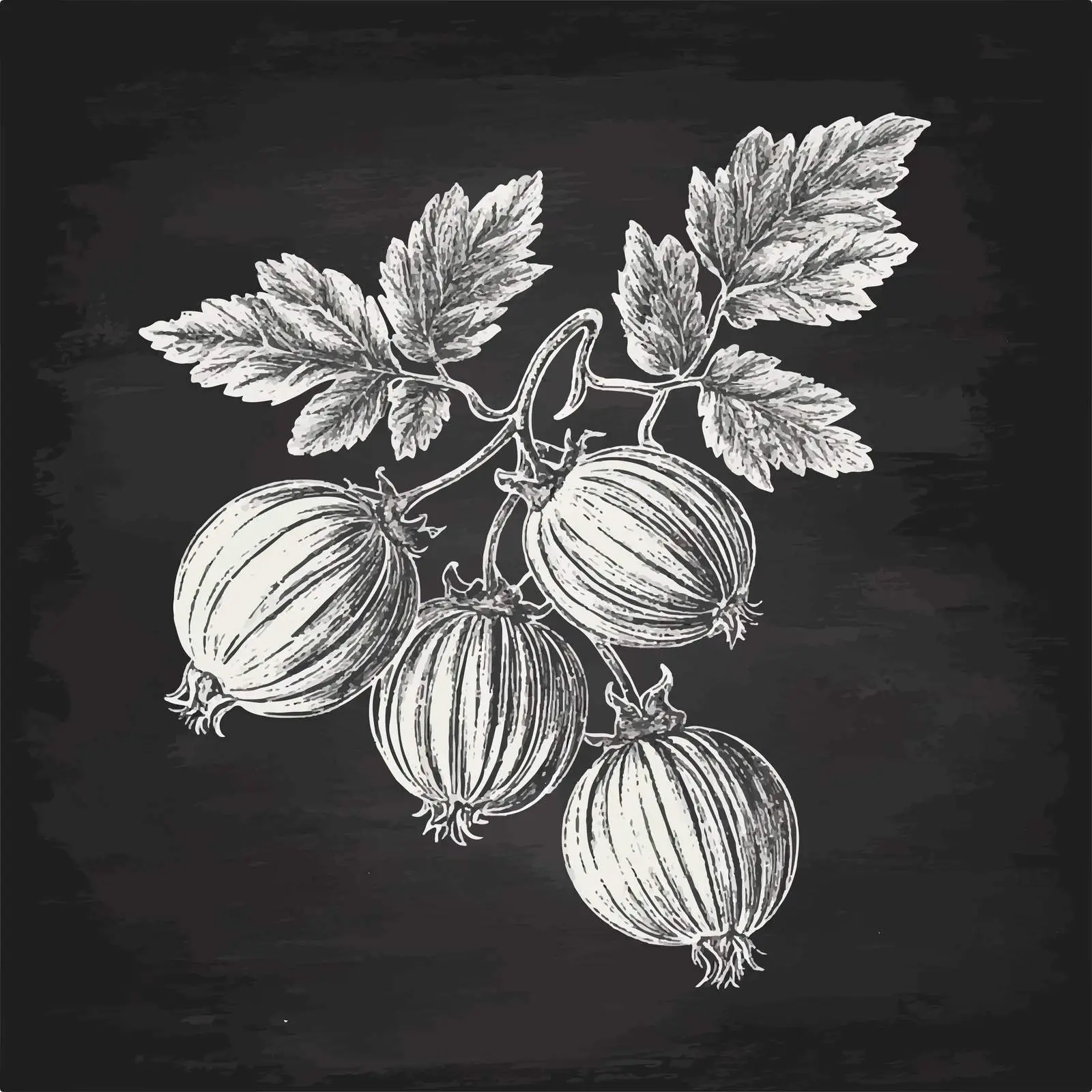 Hand-Drawn Gooseberry Sketch on Chalkboard — free download from Dotvec