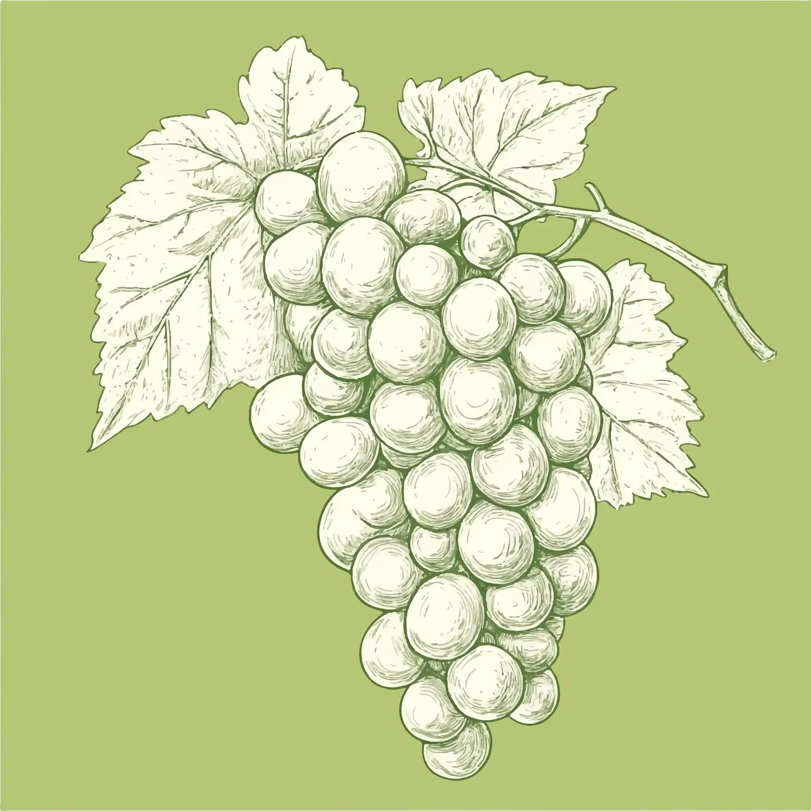 Hand-Drawn Grapes on Green Background — free download from Dotvec