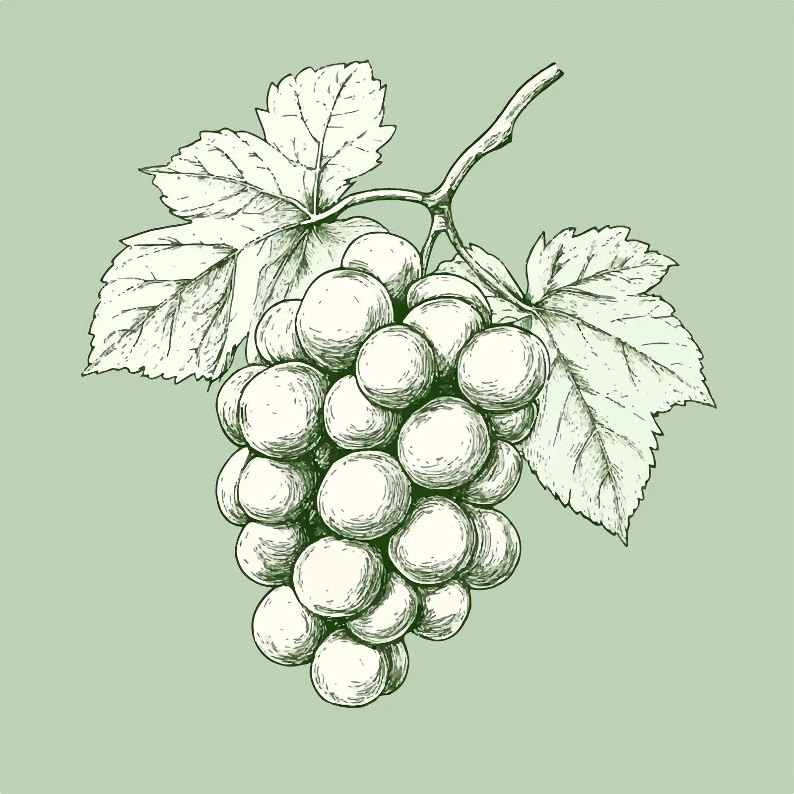 Hand-Drawn Grapes on Green Background Illustration — free download from Dotvec
