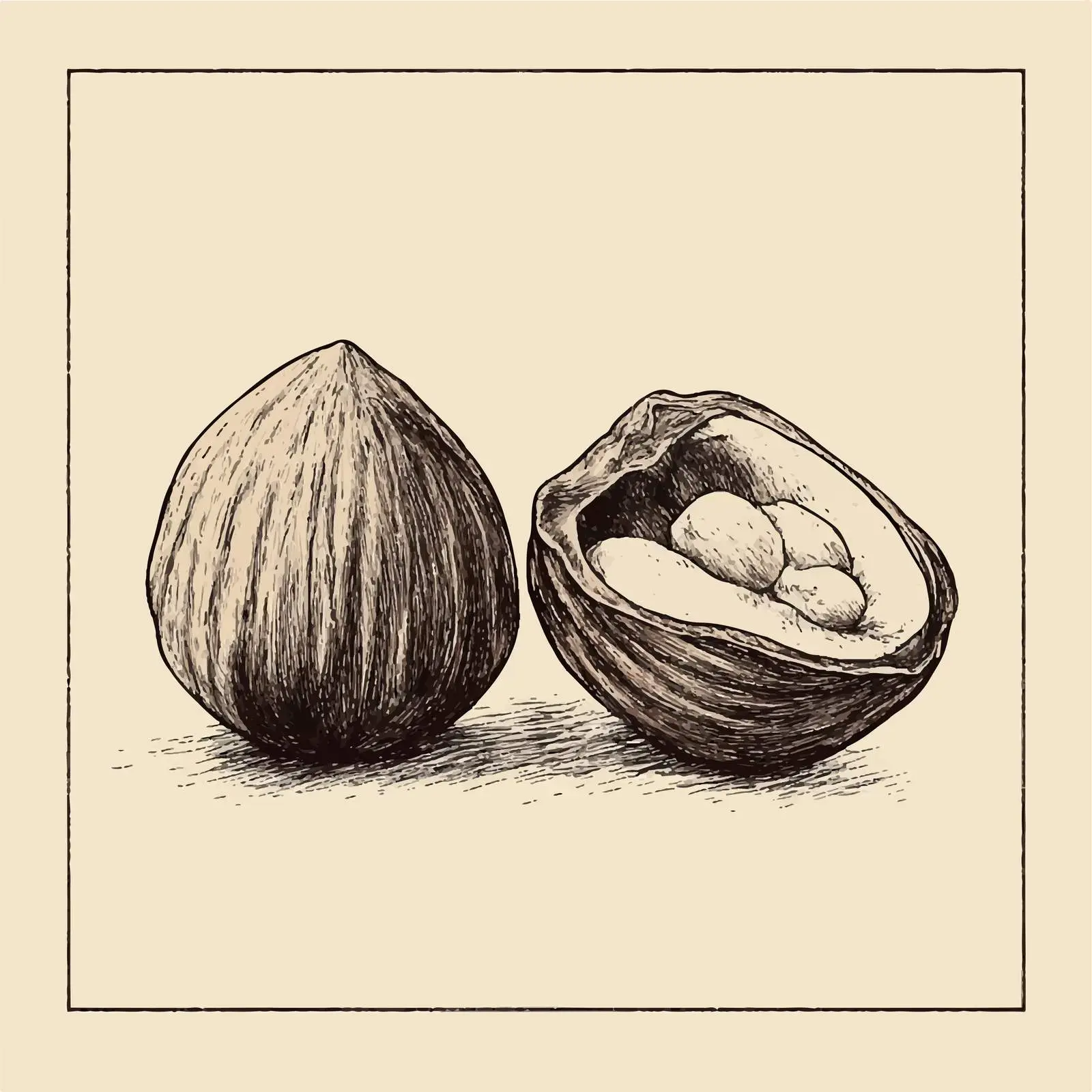 Hand-Drawn Hazelnut Sketch on Beige Background — free download from Dotvec