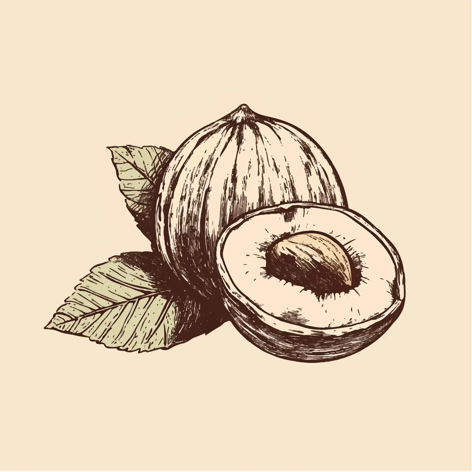 Hand-Drawn Hazelnut Sketch on Beige Background — free download from Dotvec
