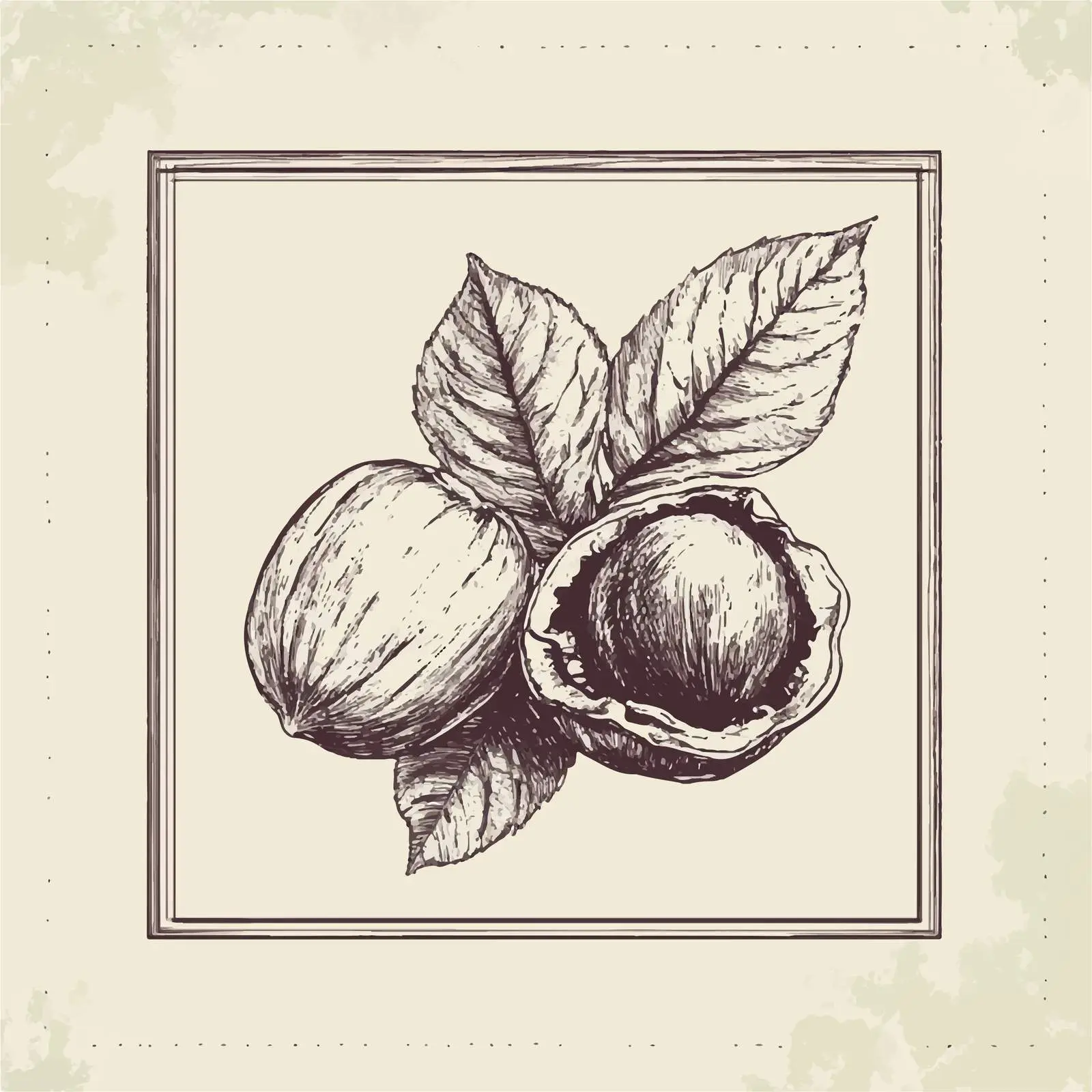 Hand-drawn Hazelnut Sketch on Beige Background — free download from Dotvec