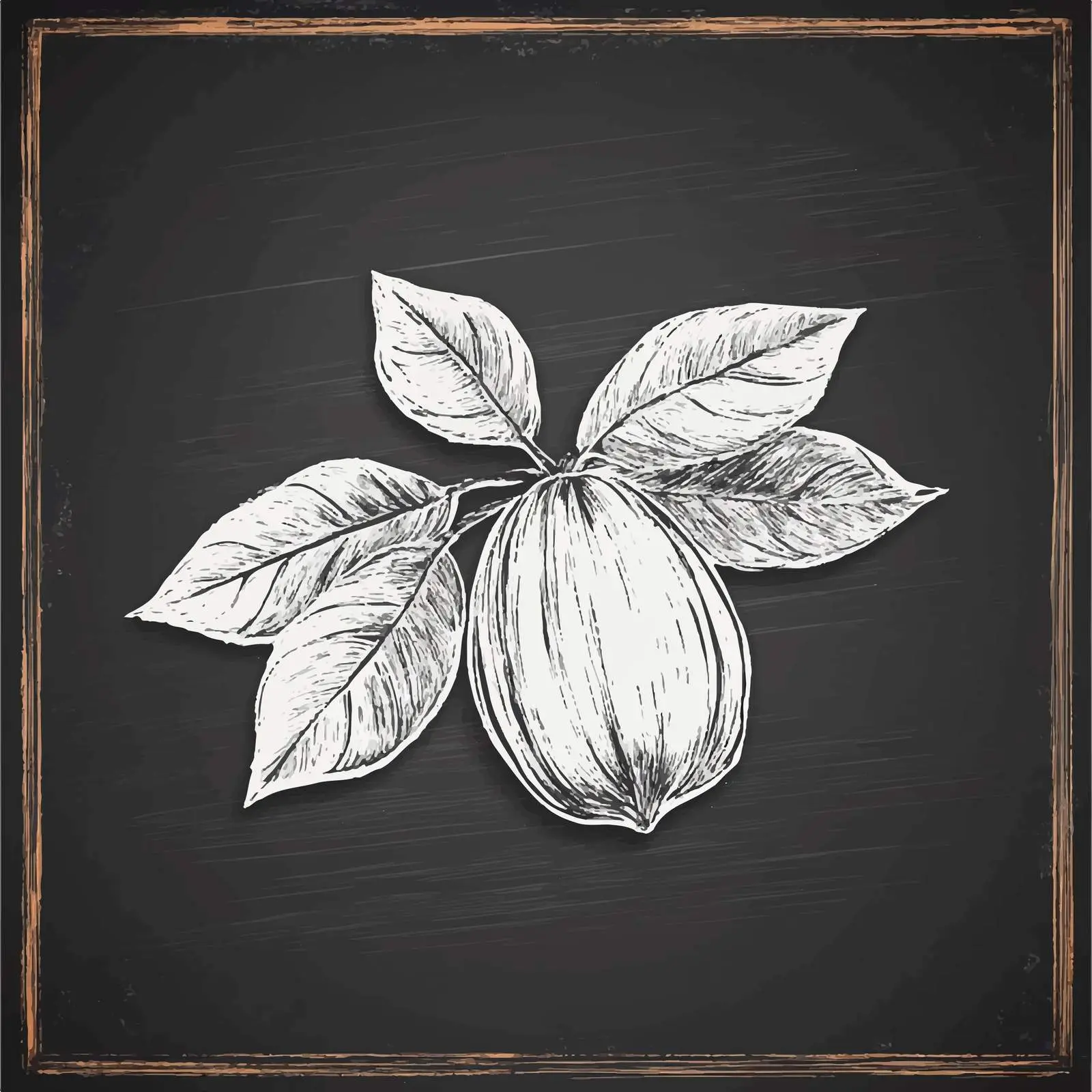 Hand Drawn Hazelnut Sketch on Chalkboard — free download from Dotvec
