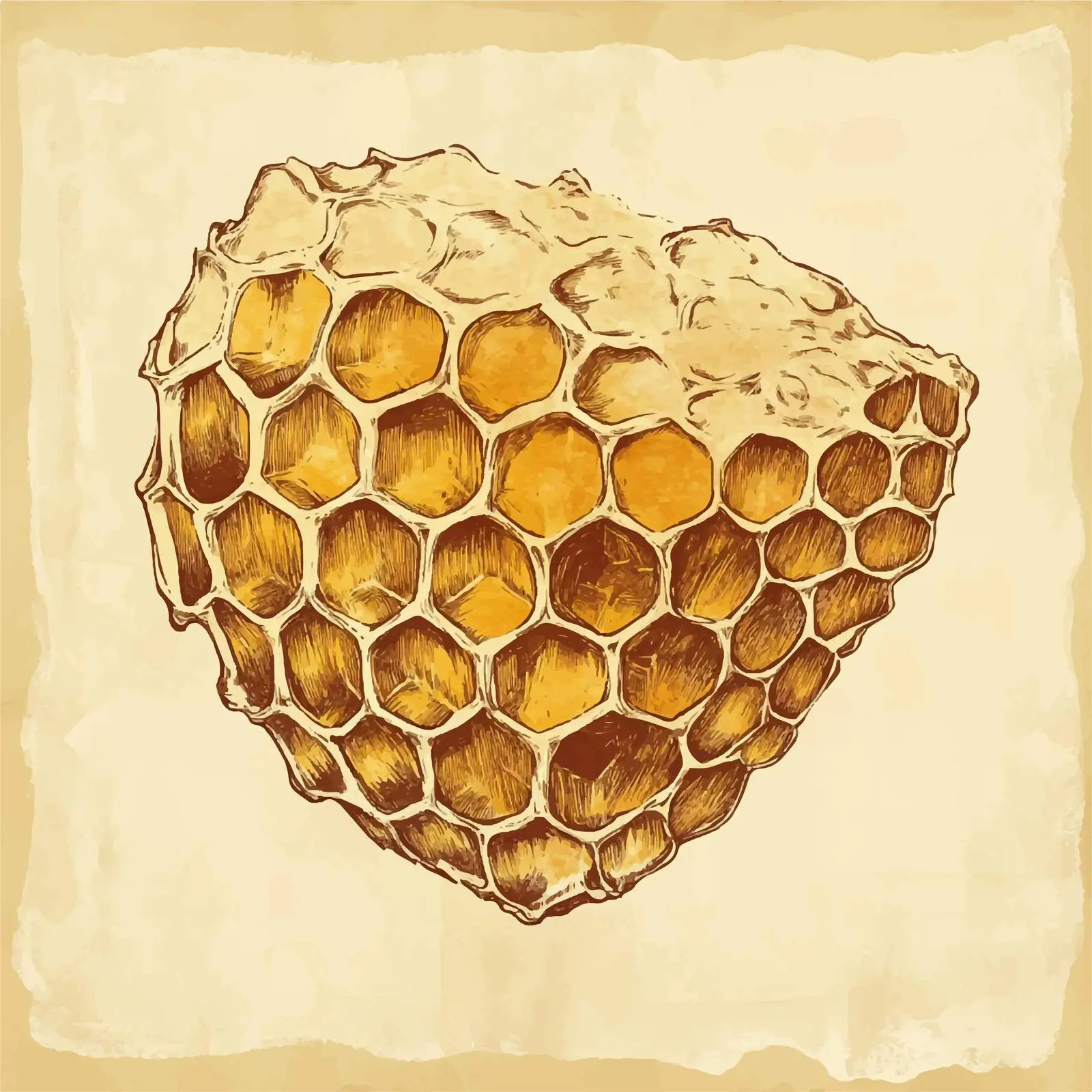 Hand-Drawn Honeycomb Slice Sketch on Vintage Paper — free download from Dotvec