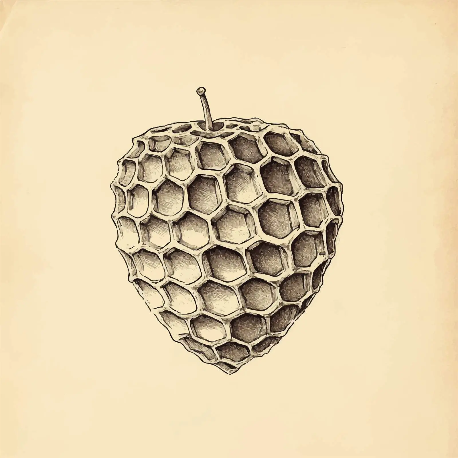 Hand-Drawn Honeycomb Slice Vector Illustration — free download from Dotvec