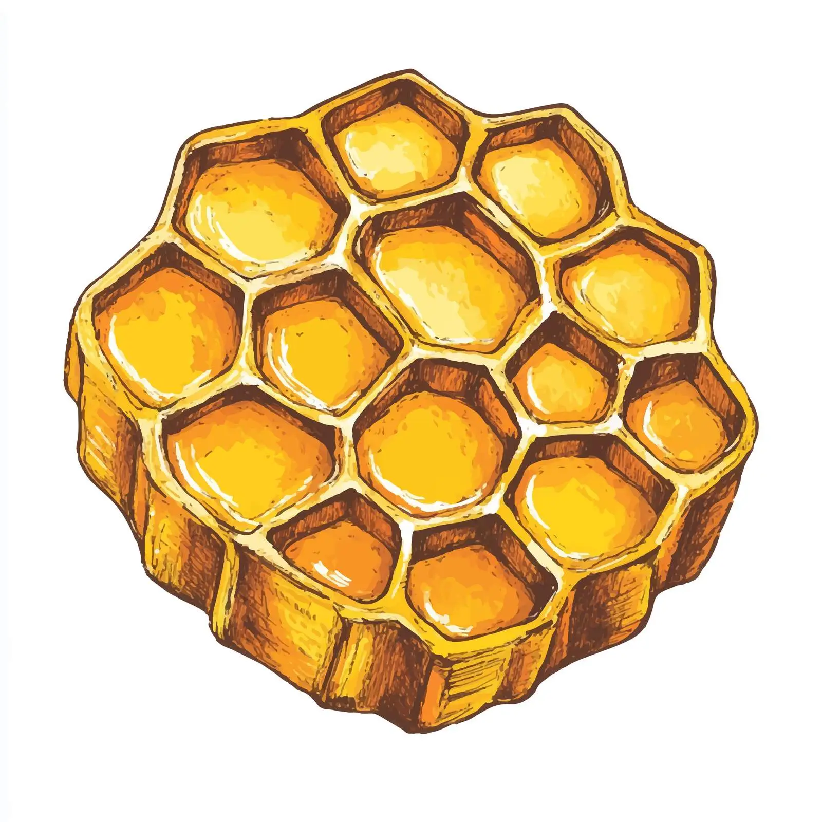 Hand Drawn Honeycomb Slice Sketch Vector — free download from Dotvec