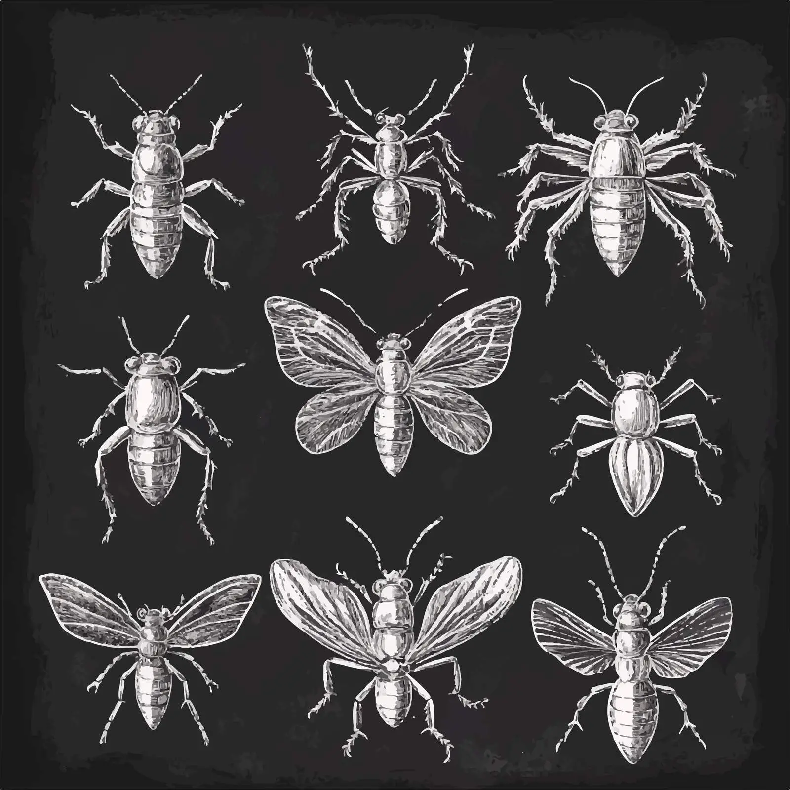 Hand Drawn Insect Sketches Collection — free download from Dotvec