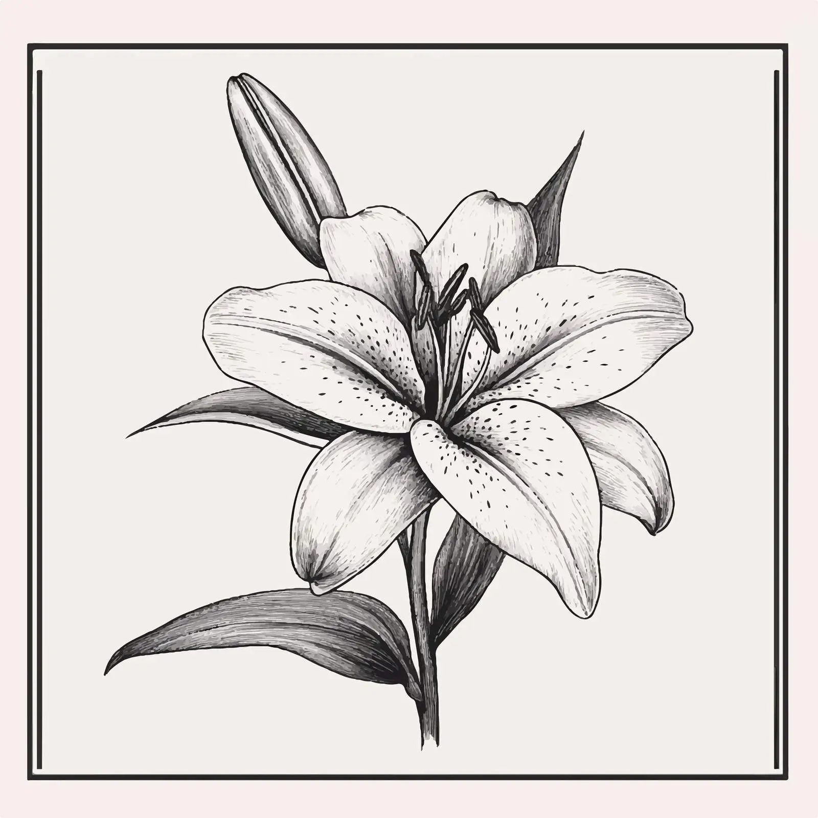 Hand-Drawn Lily Flower Illustration on White — free download from Dotvec
