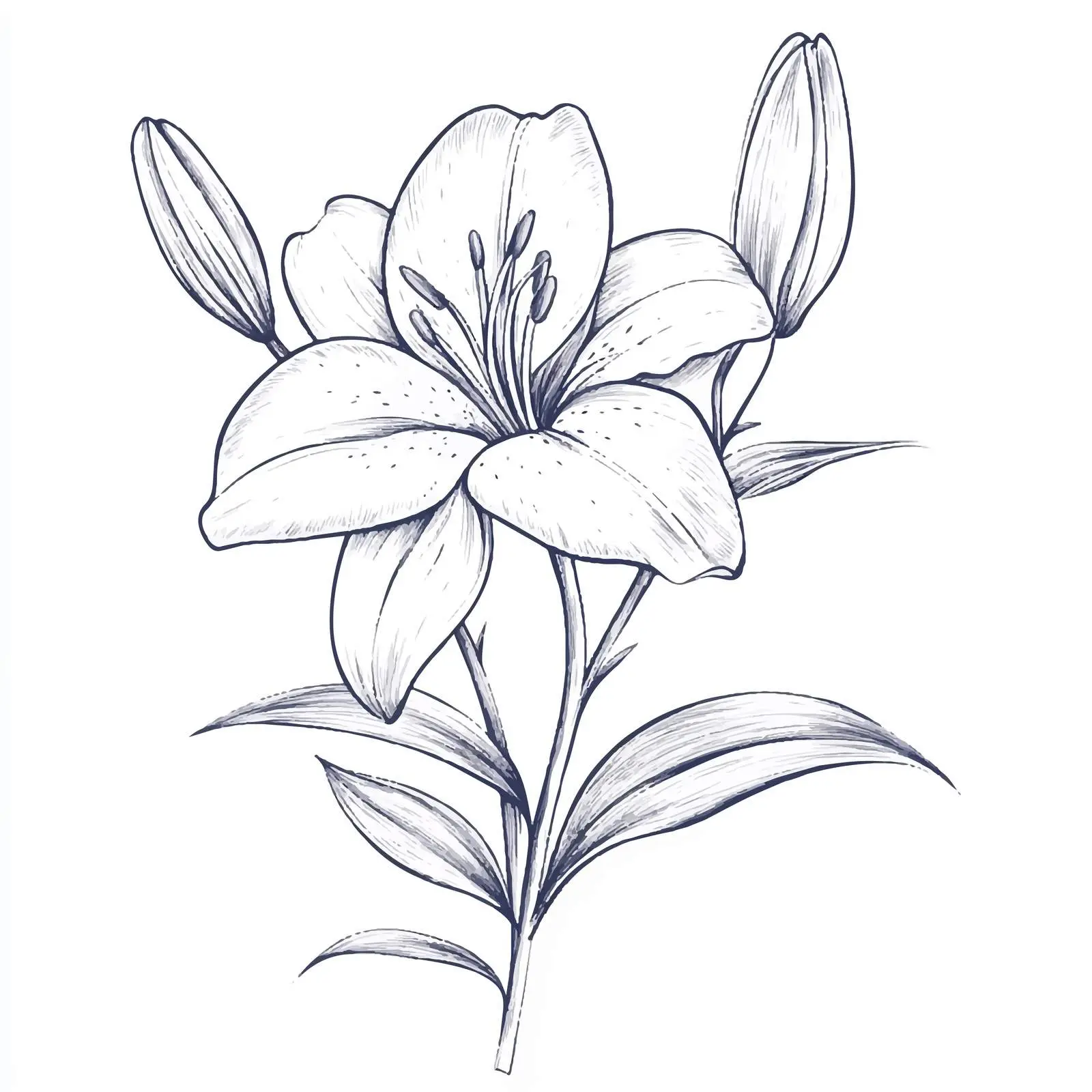 Hand-Drawn Lily Flower on White Background — free download from Dotvec