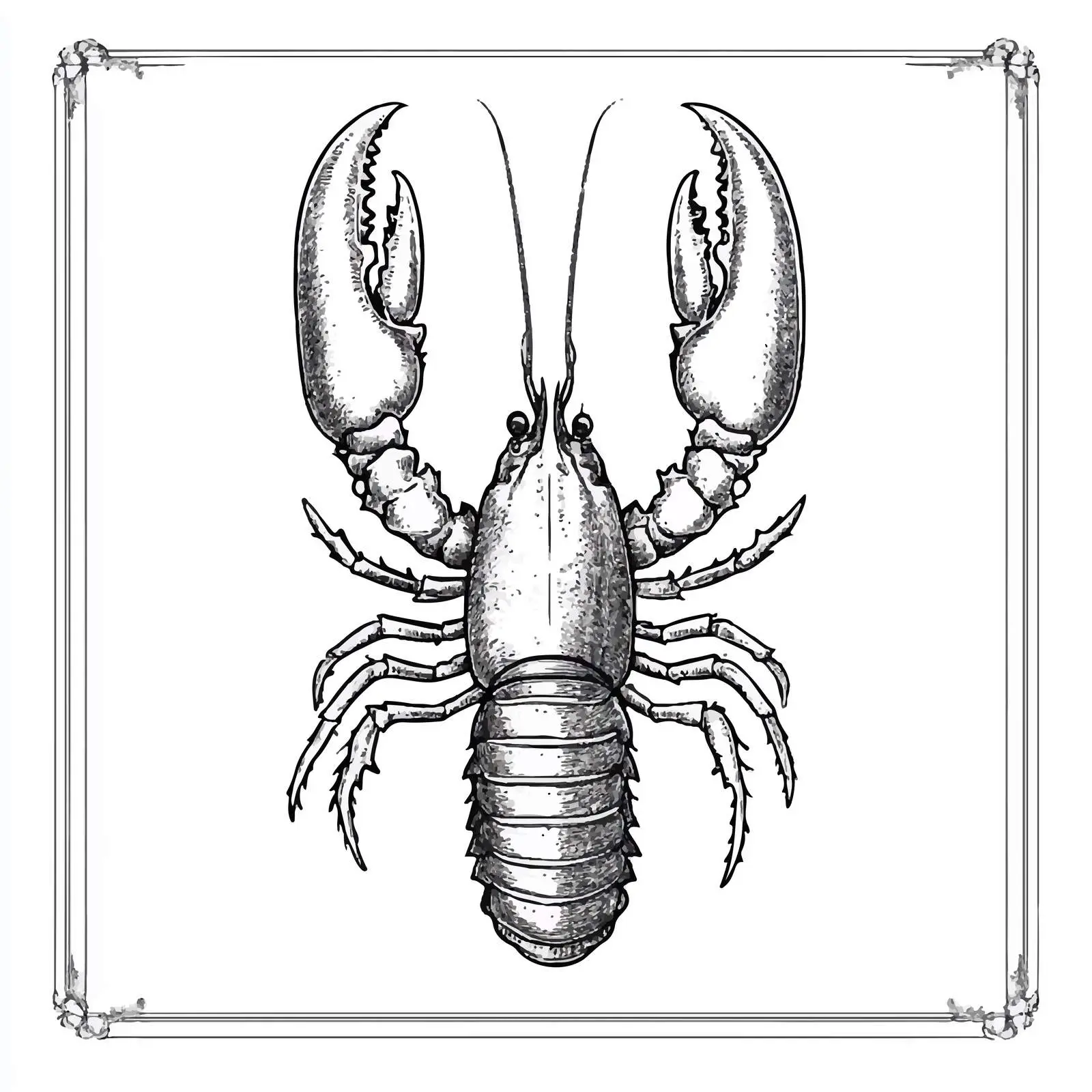 Hand-Drawn Lobster Illustration on White Background — free download from Dotvec