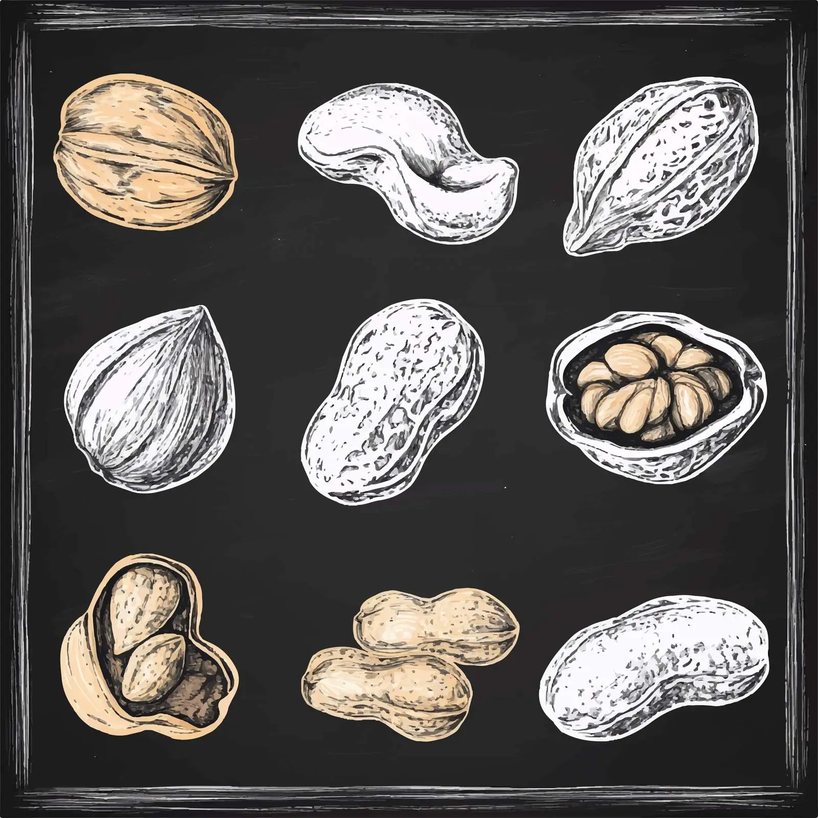 Hand Drawn Nut Sketches Collection — free download from Dotvec